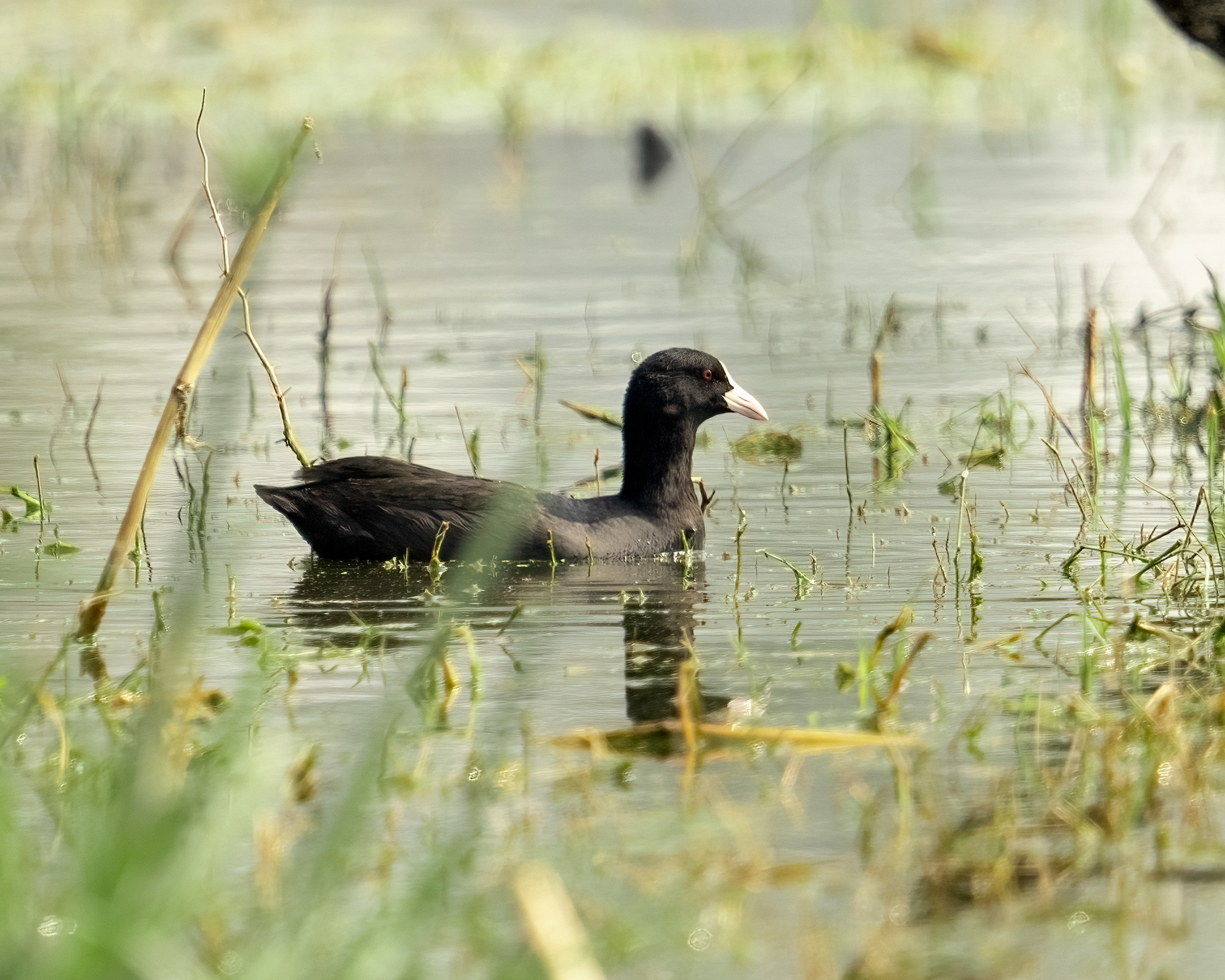 Eurasian Coot
