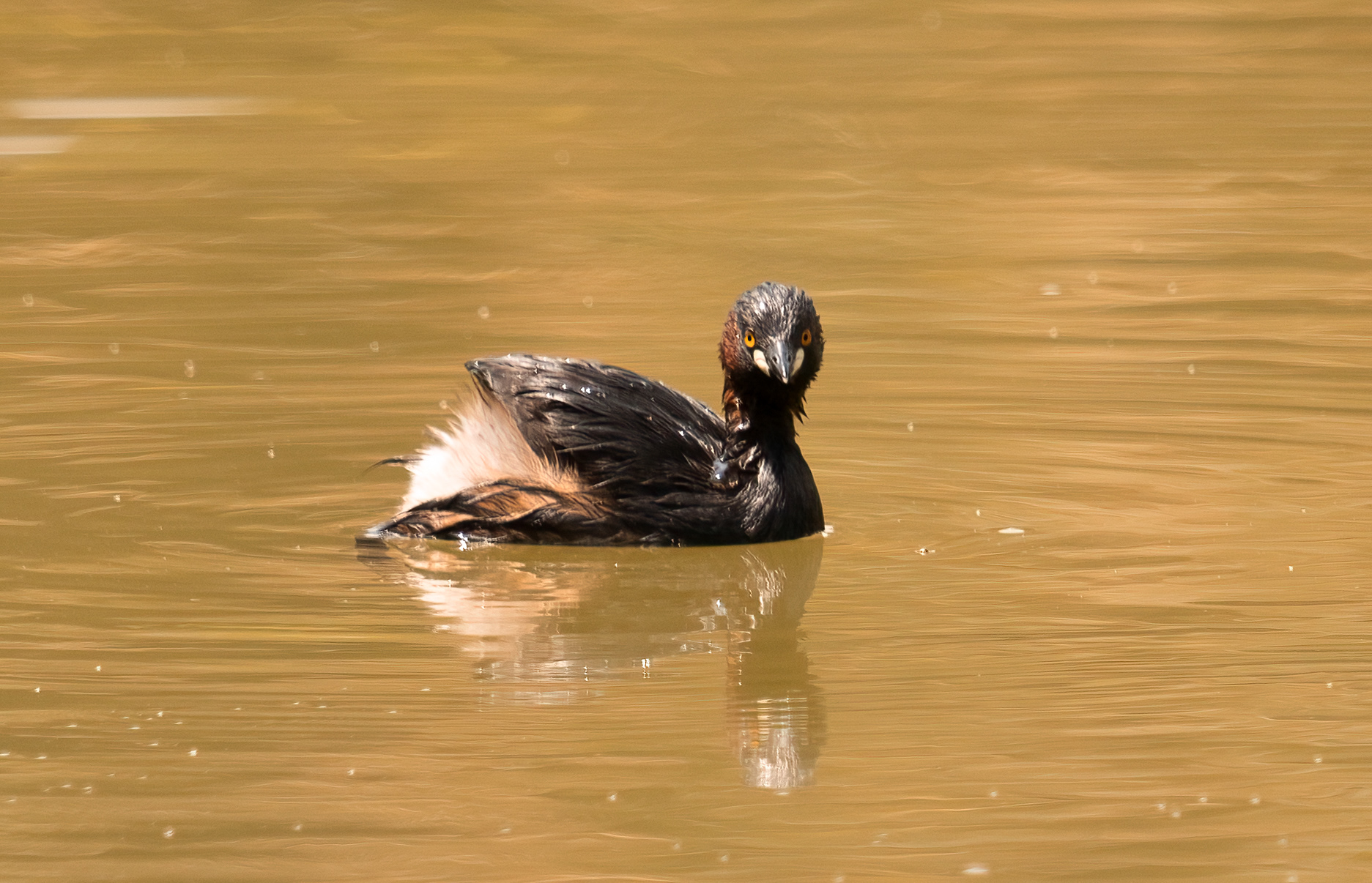 Little Grebe