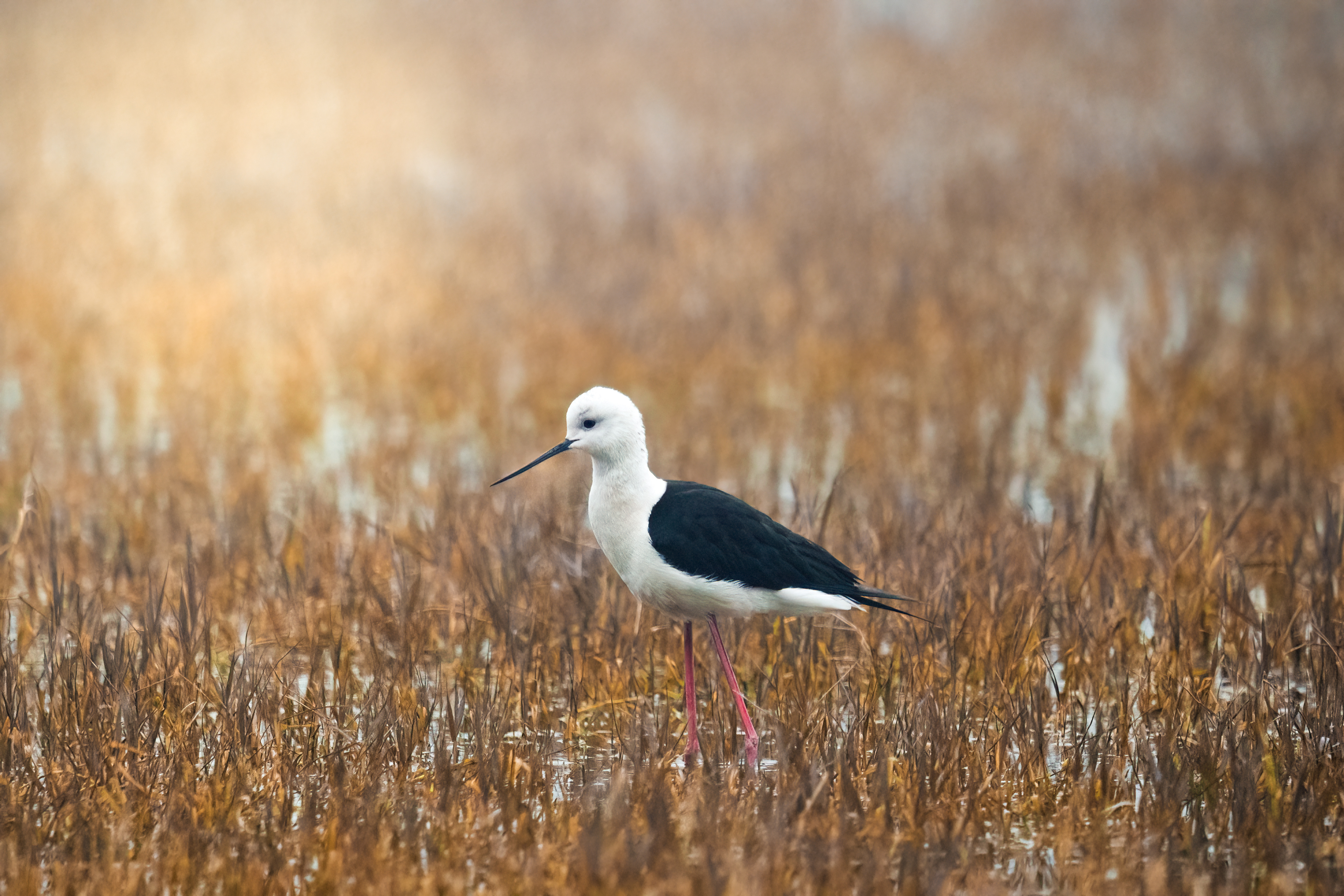 Black winged stilt