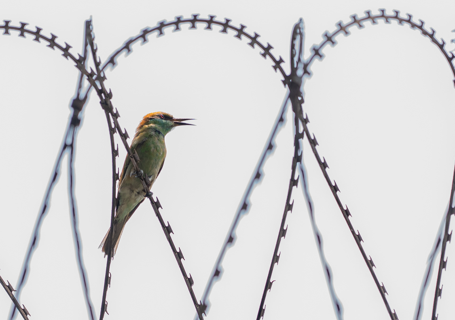 Green Bee-Eater