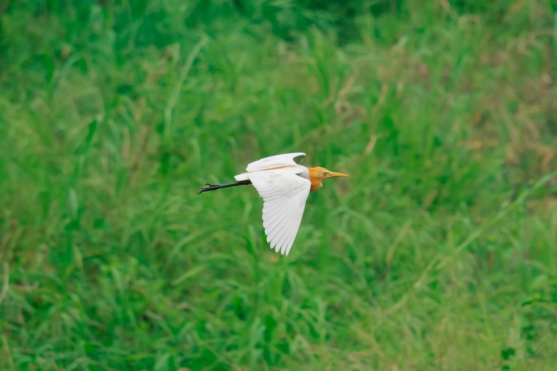 Cattle Egret
