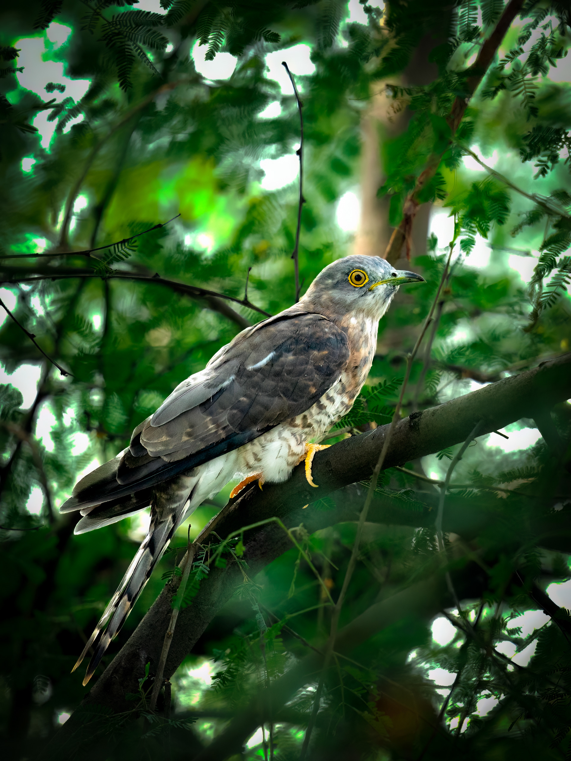 Common Hawk Cuckoo