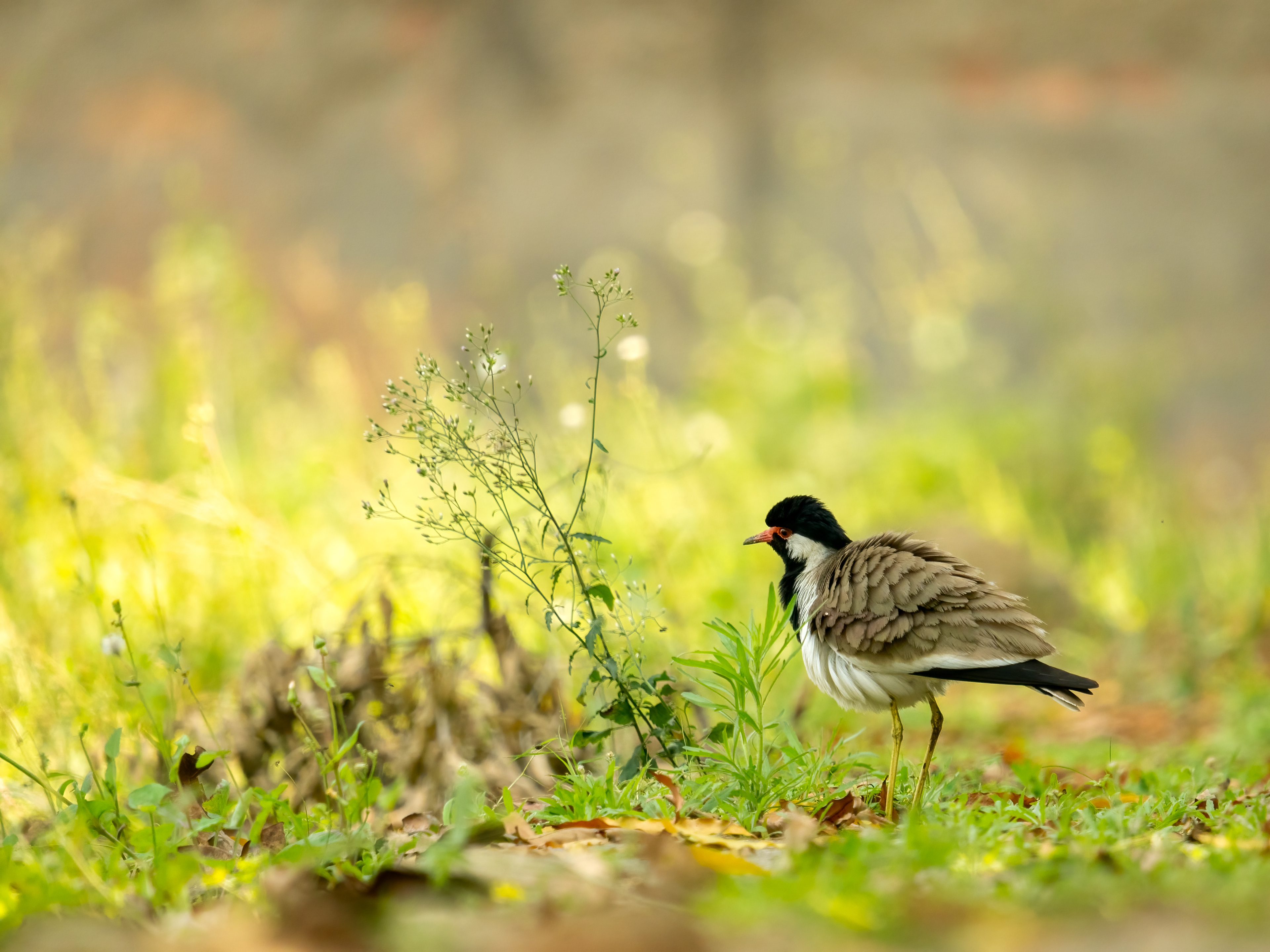 Red-wattled lapwing