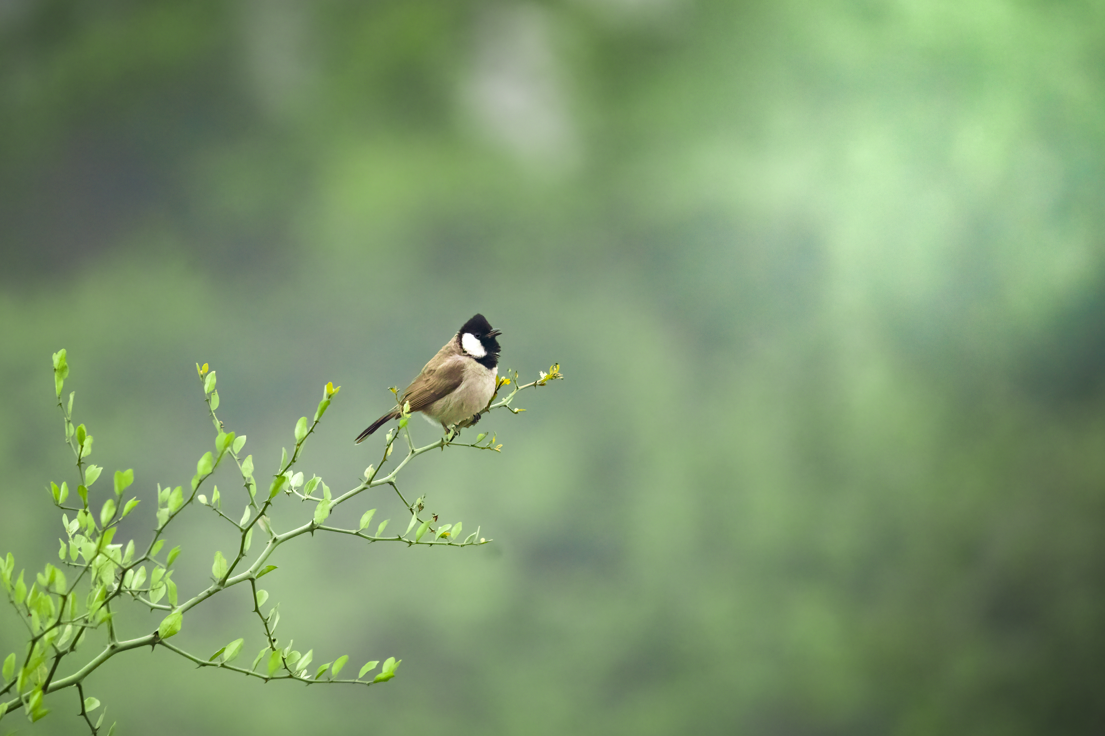 white eared bulbul