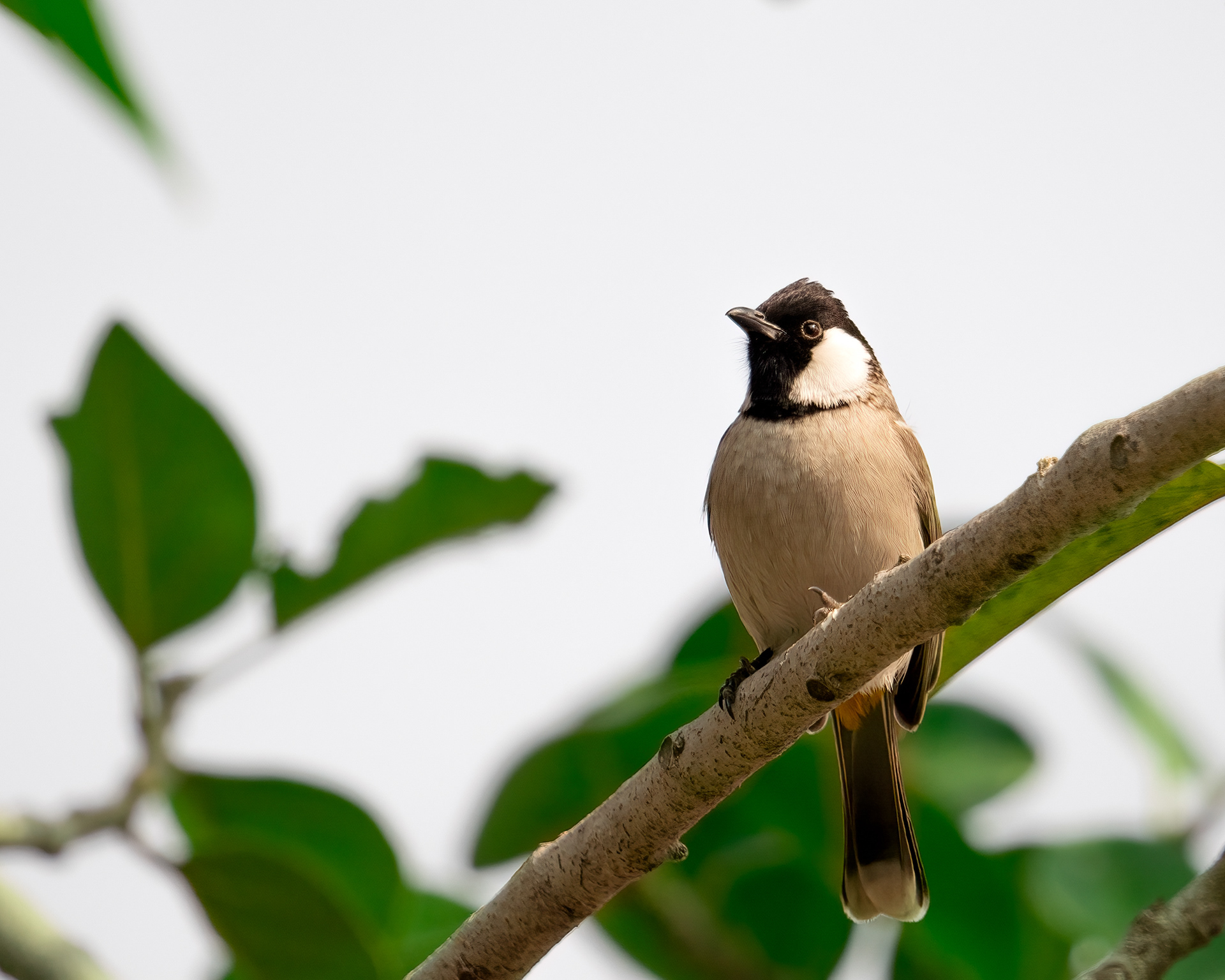 White Cheek bulbul