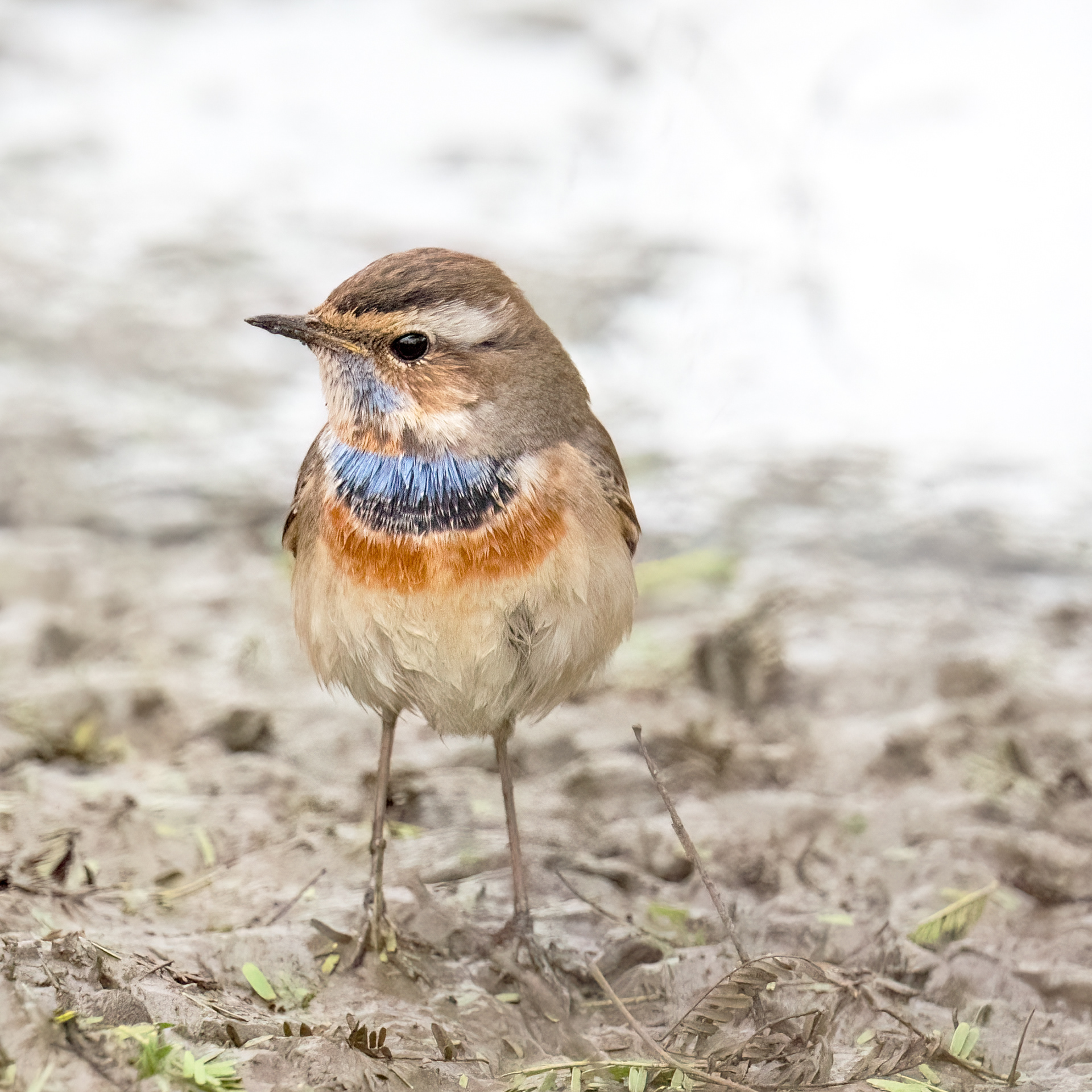 Bluethroat