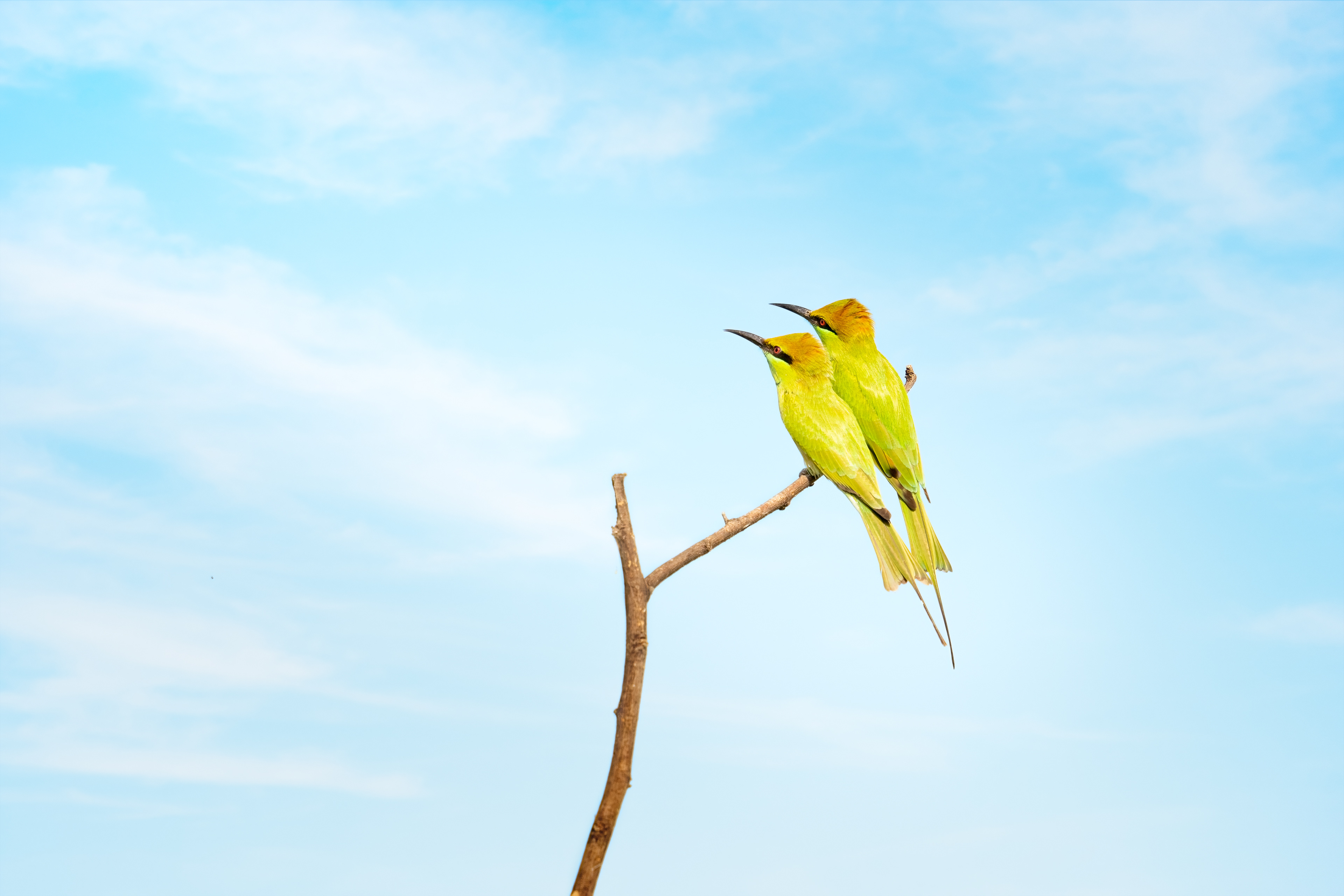Green Bee Eater