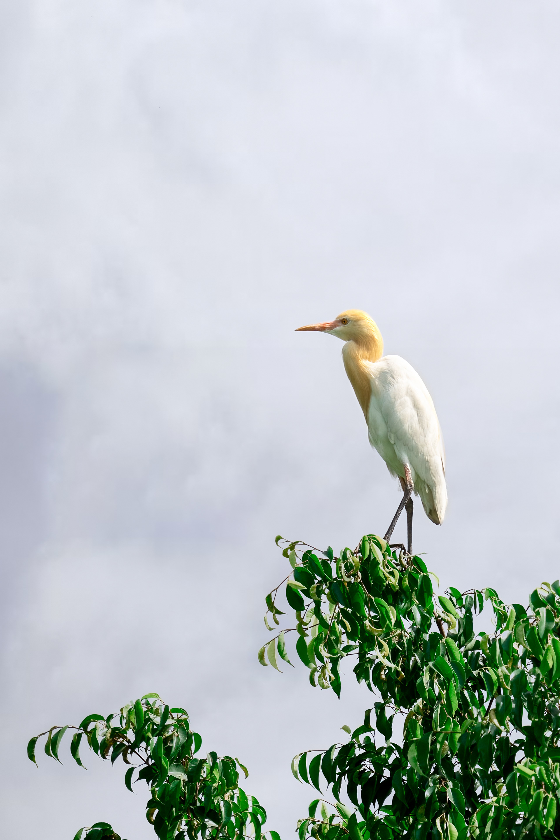 Cattle Egret