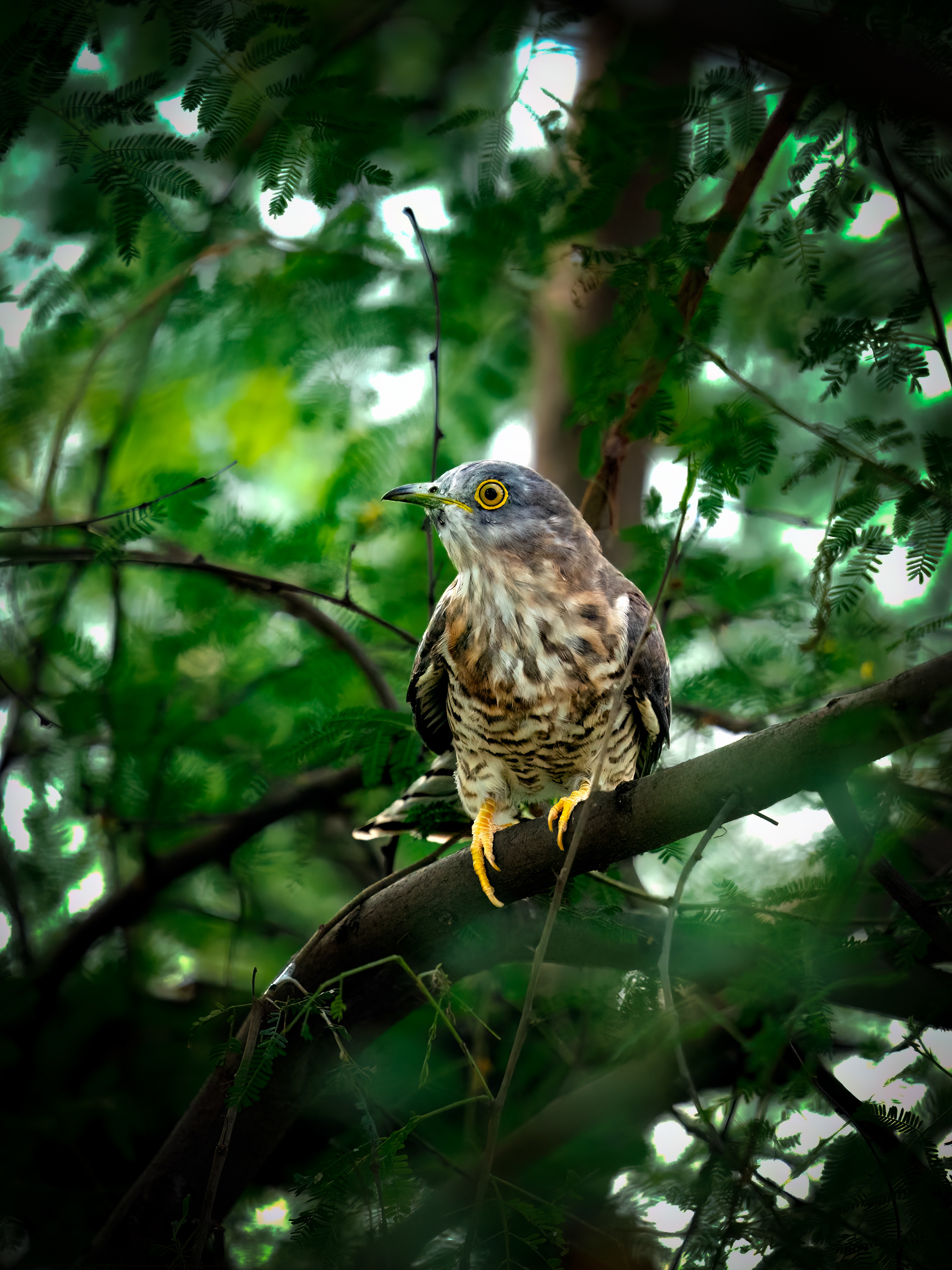 Common Hawk Cuckoo
