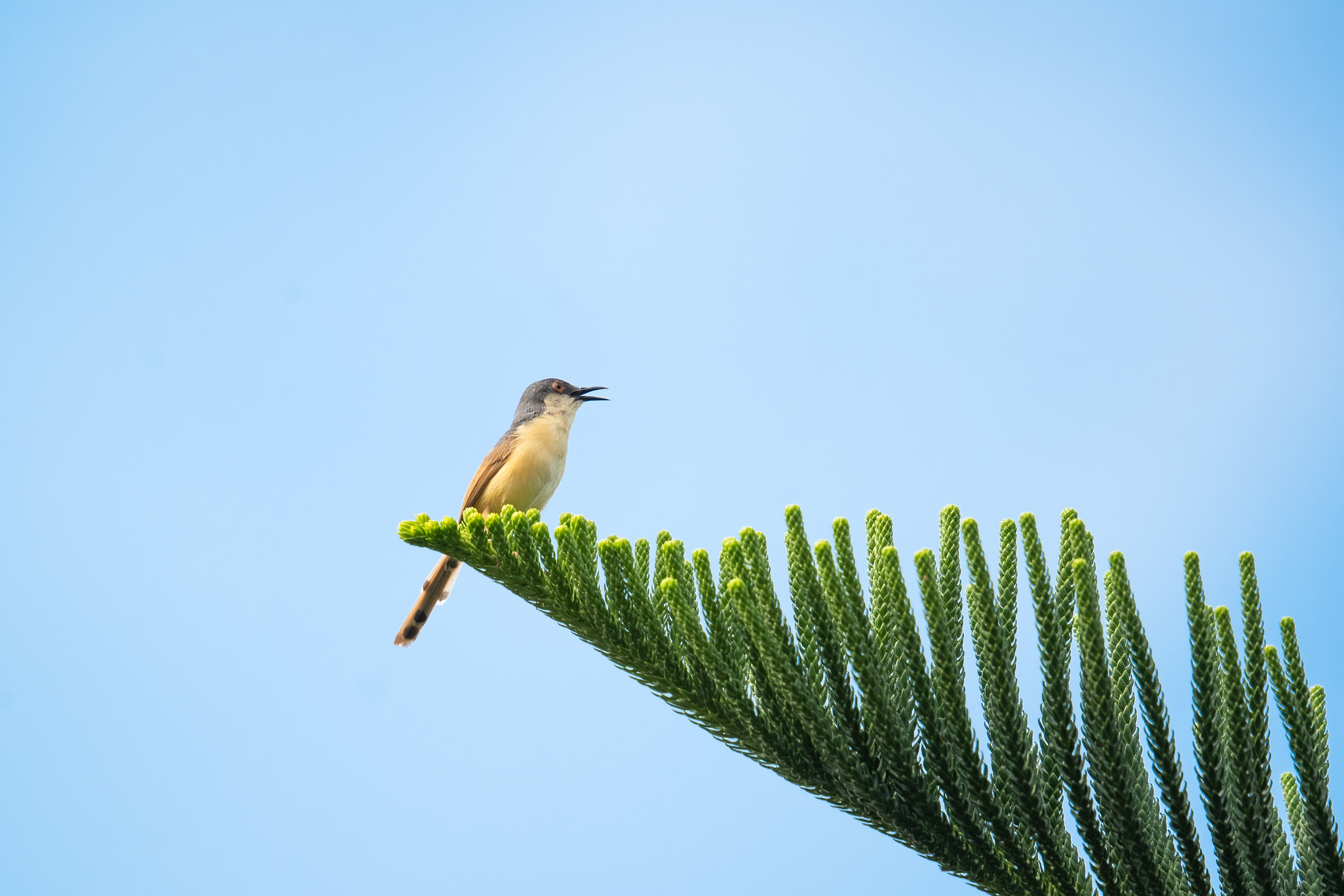 Ashy Prinia
