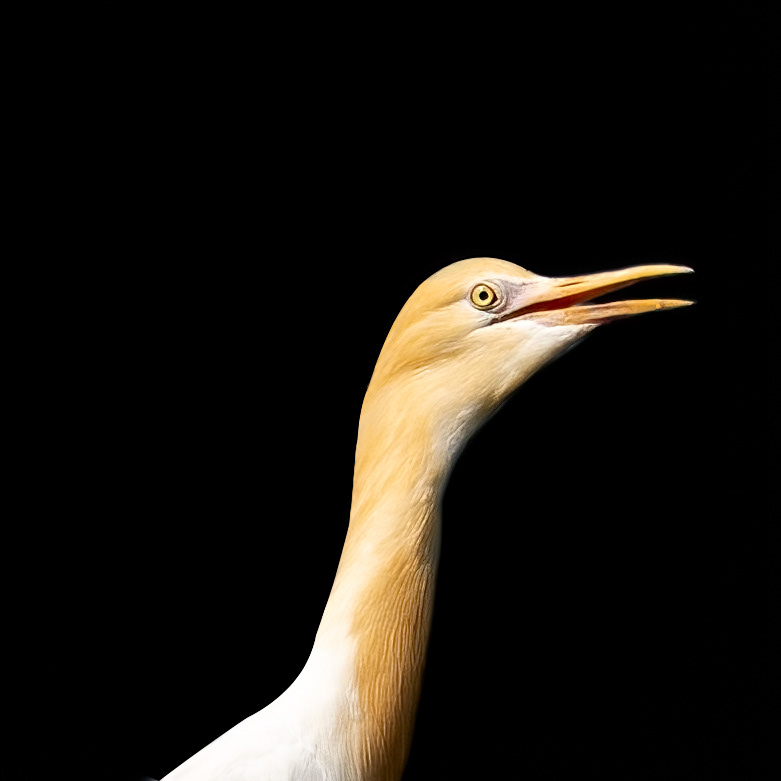 Cattle Egret