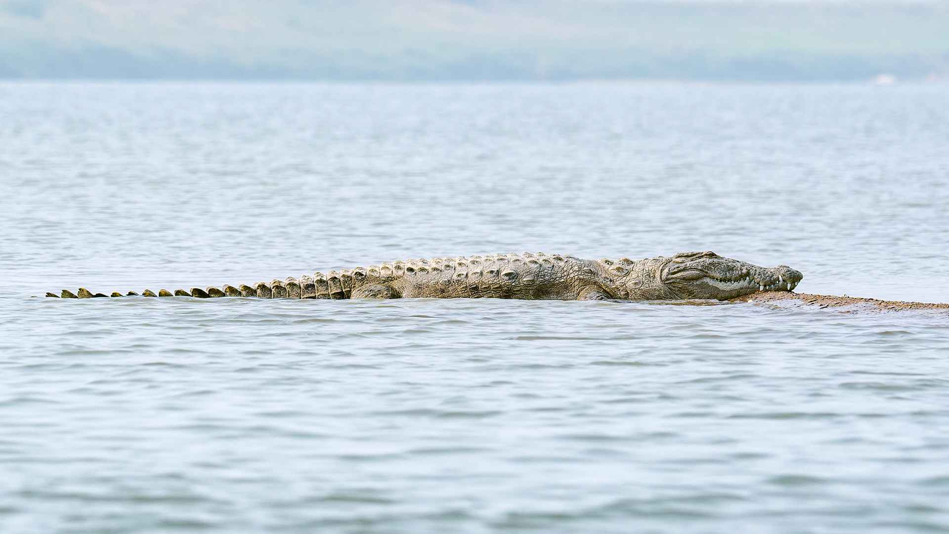Mugger Crocodile