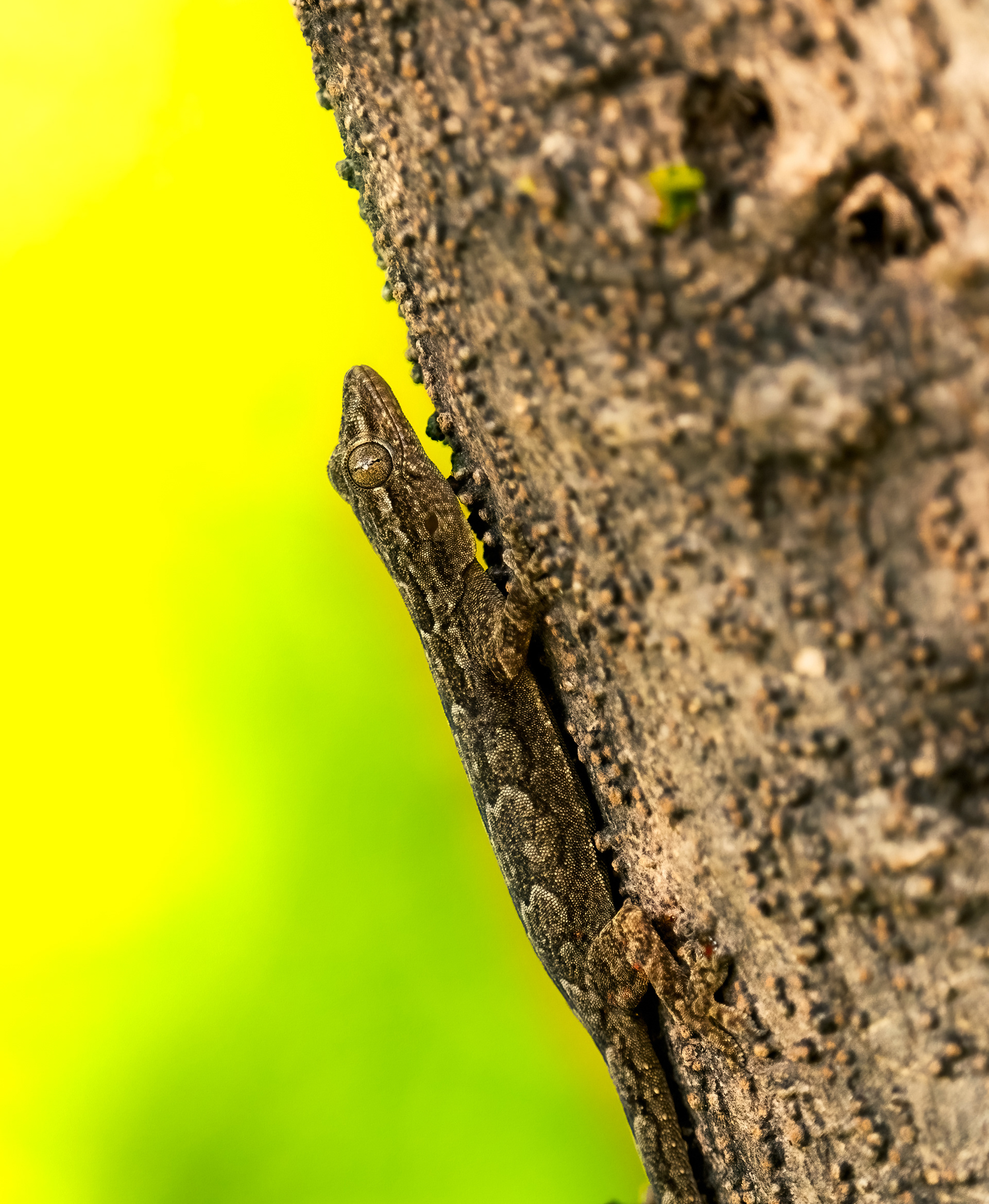 Common House gecko