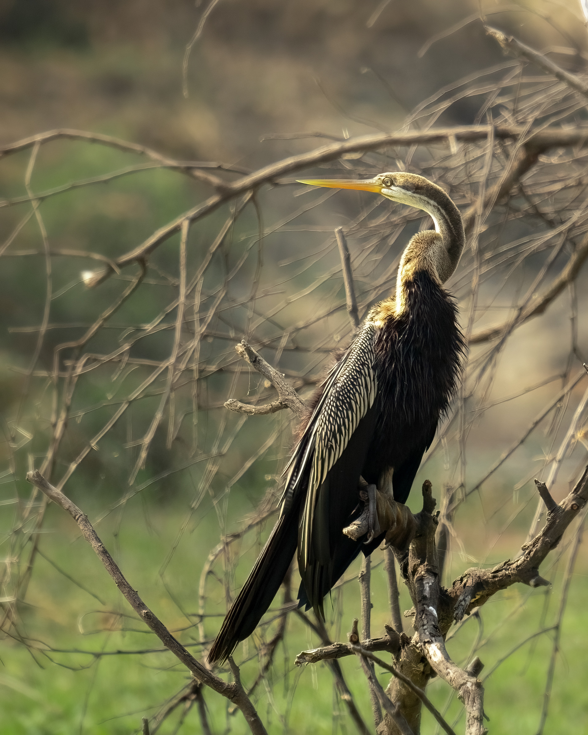 Oriental Darter
