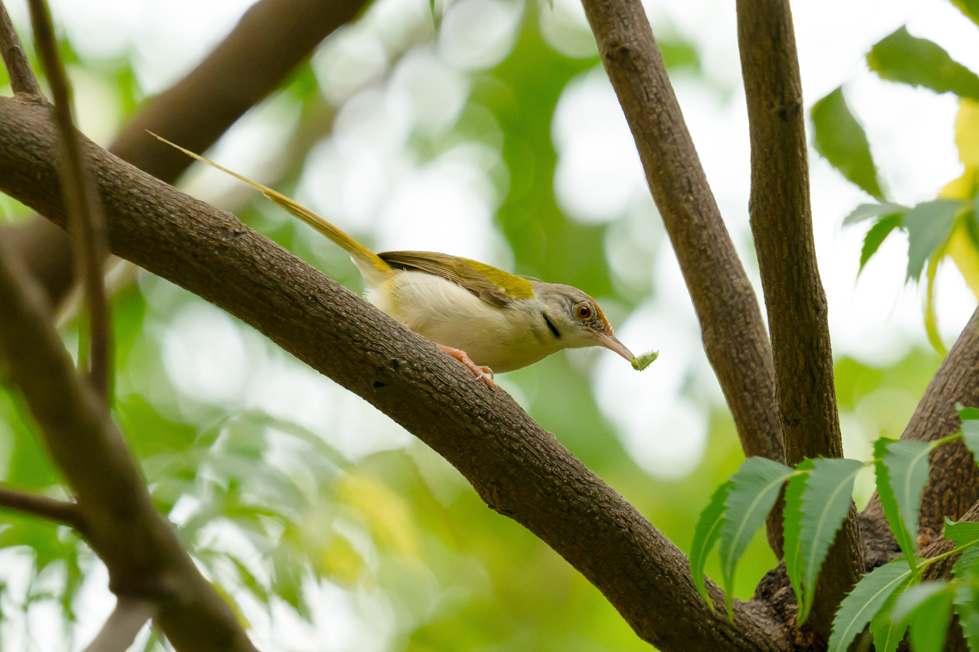 Common Tailorbird