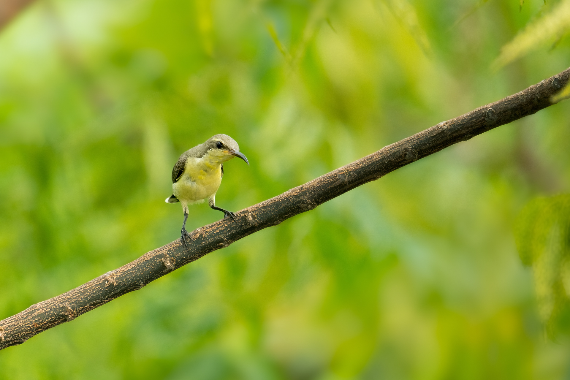 Purple Sunbird Female