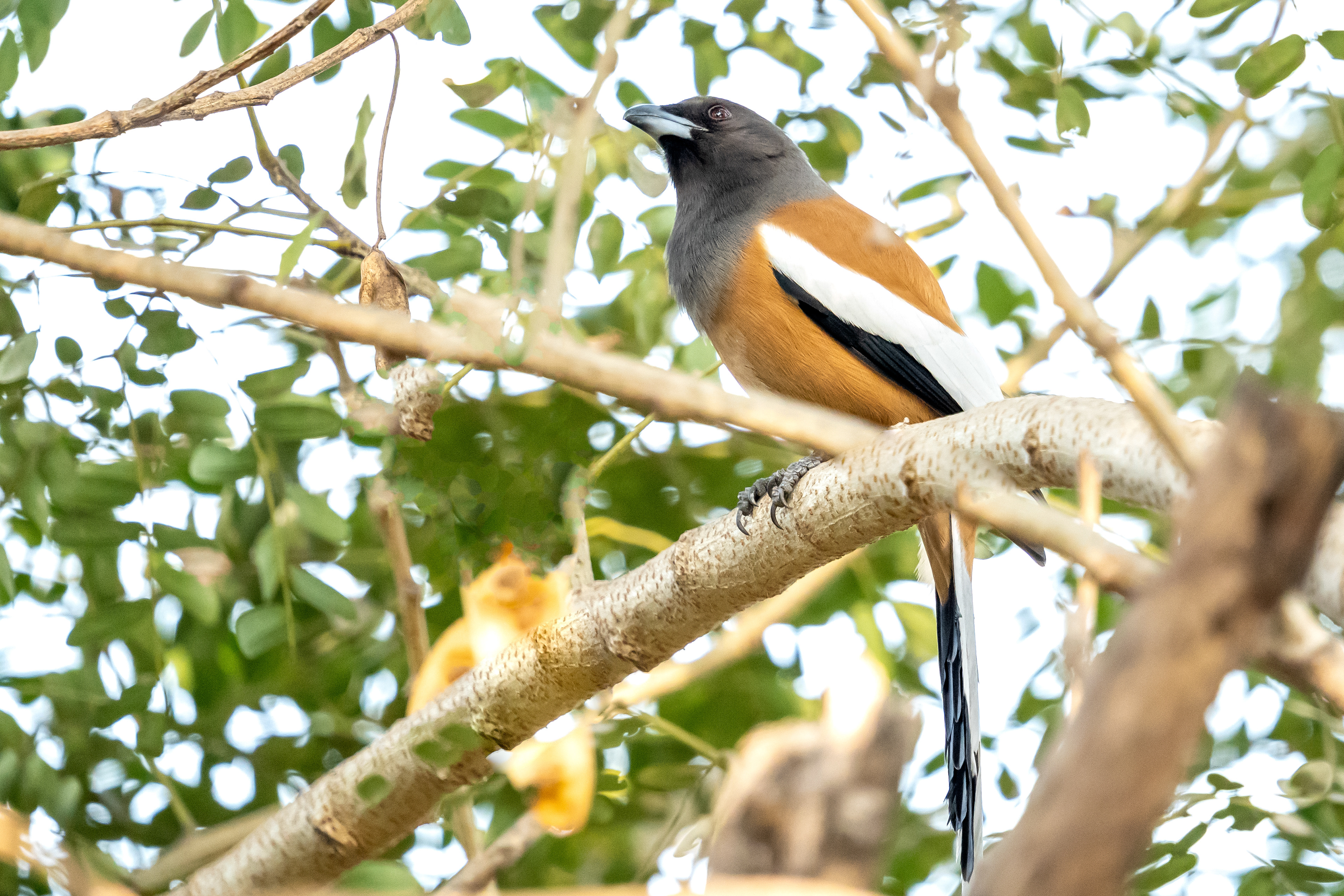 Rufous Treepie