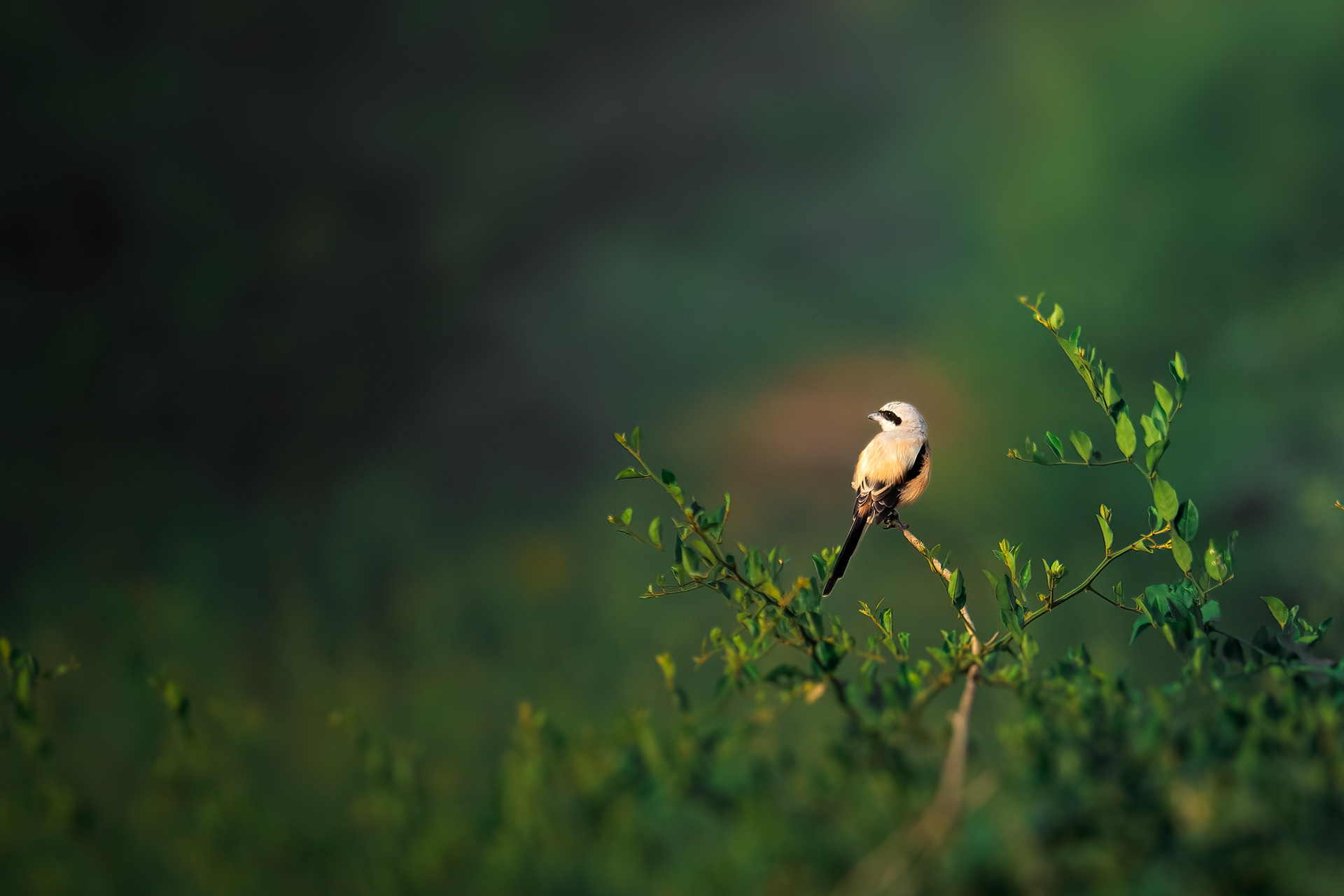 Long Tailed Shrike