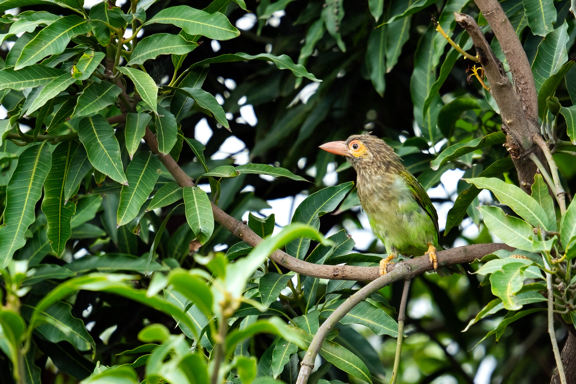 Brown Headed Barbet