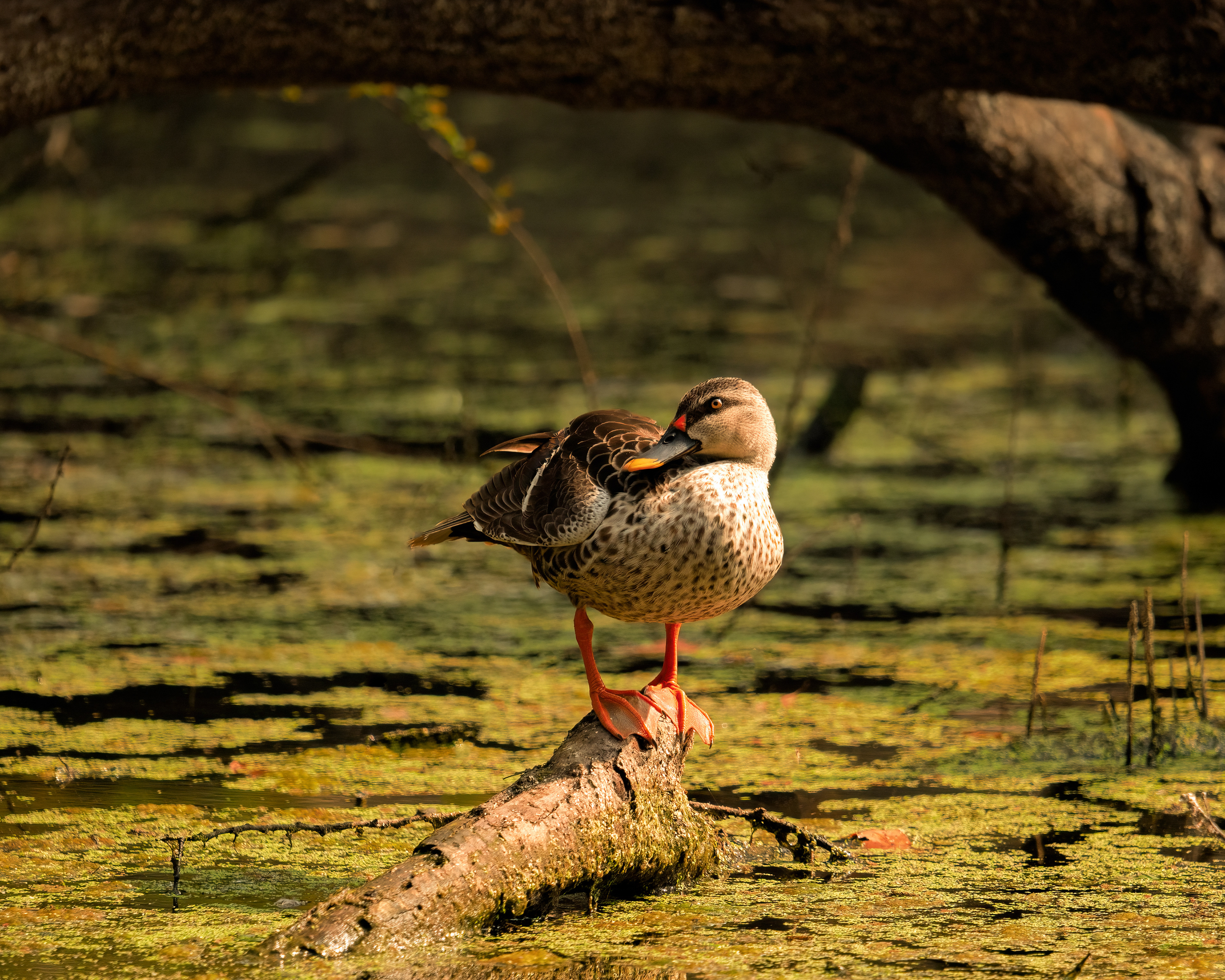 Indian Spot Billed