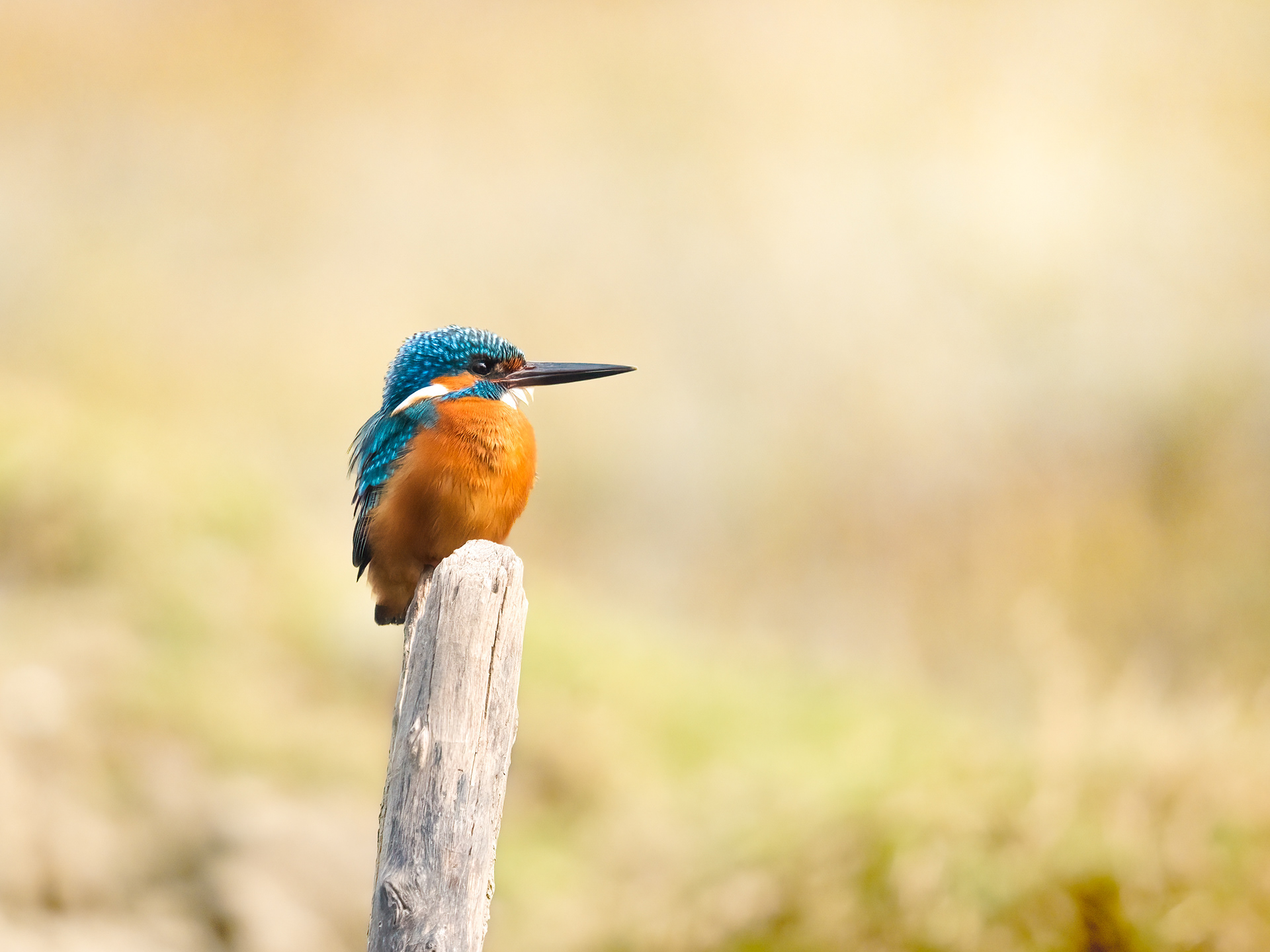 common kingfisher