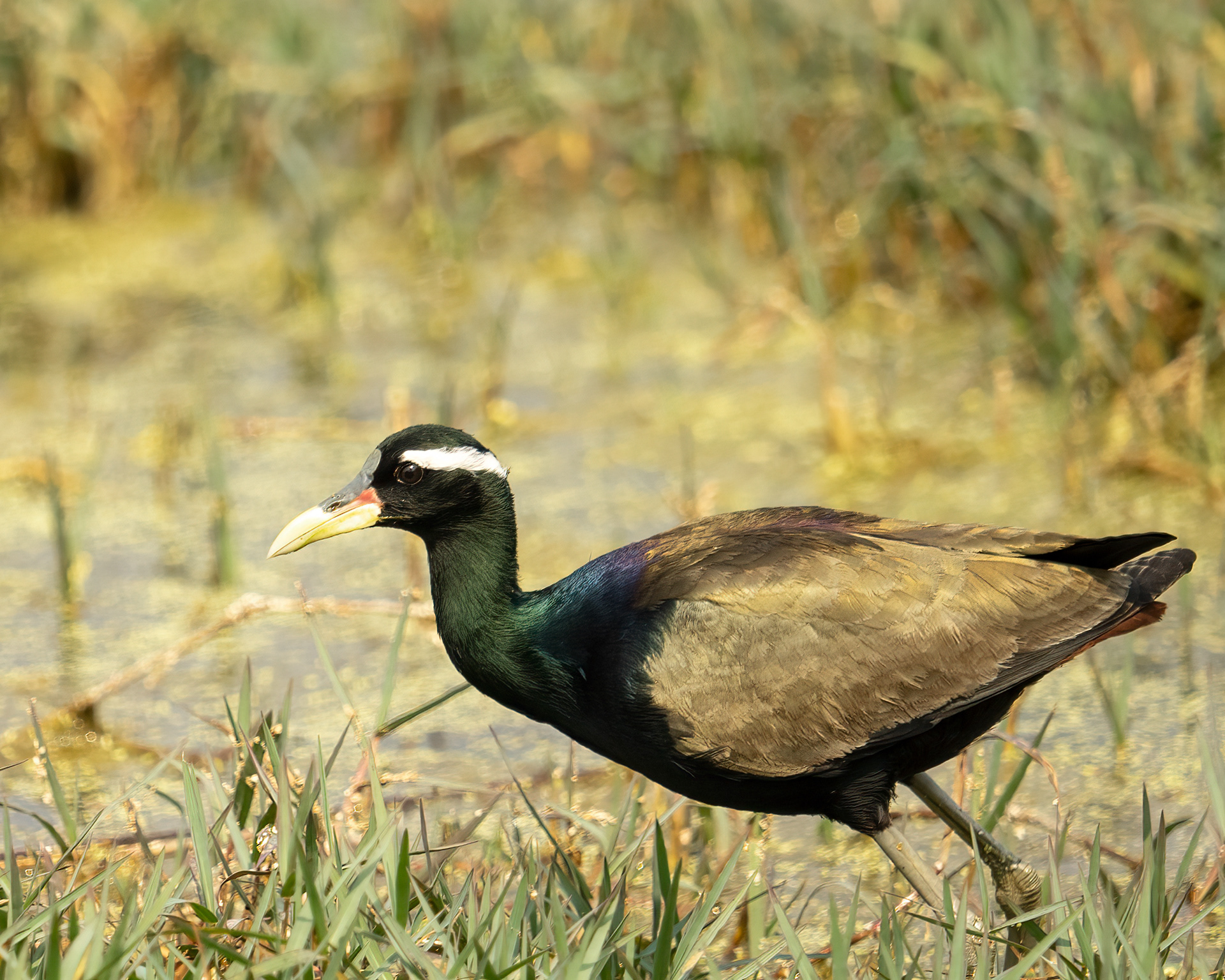 Bronze Winged Jacana