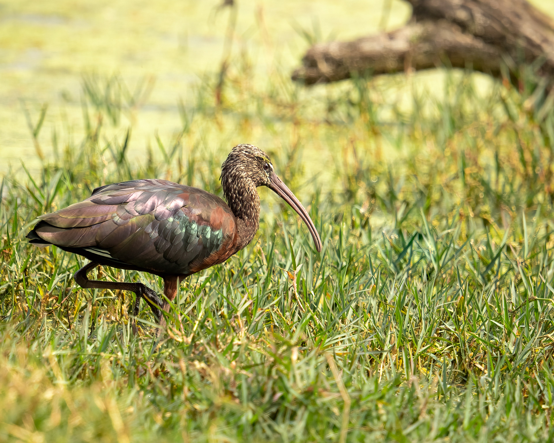 Glossy Ibis