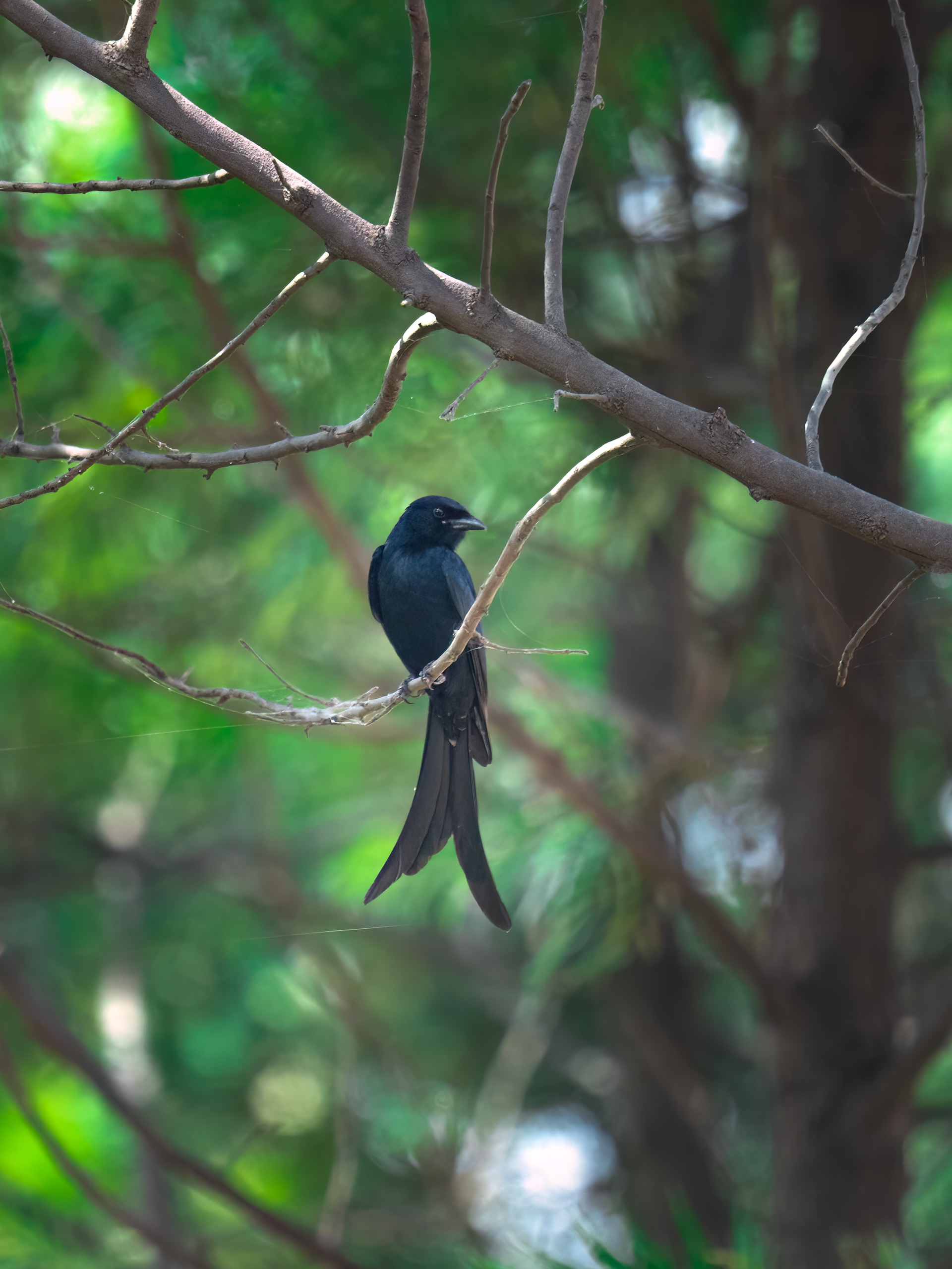 Black Drongo