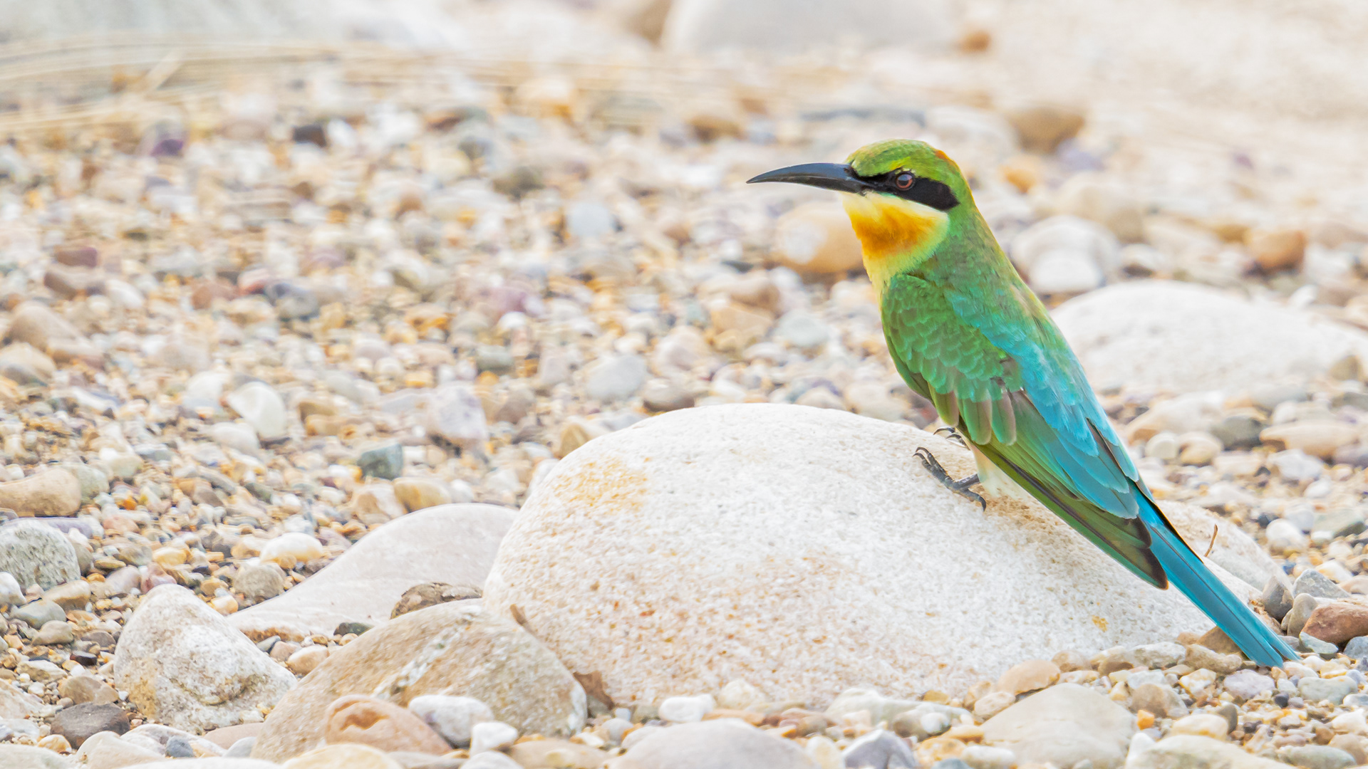 Blue Tailed Bee-eater