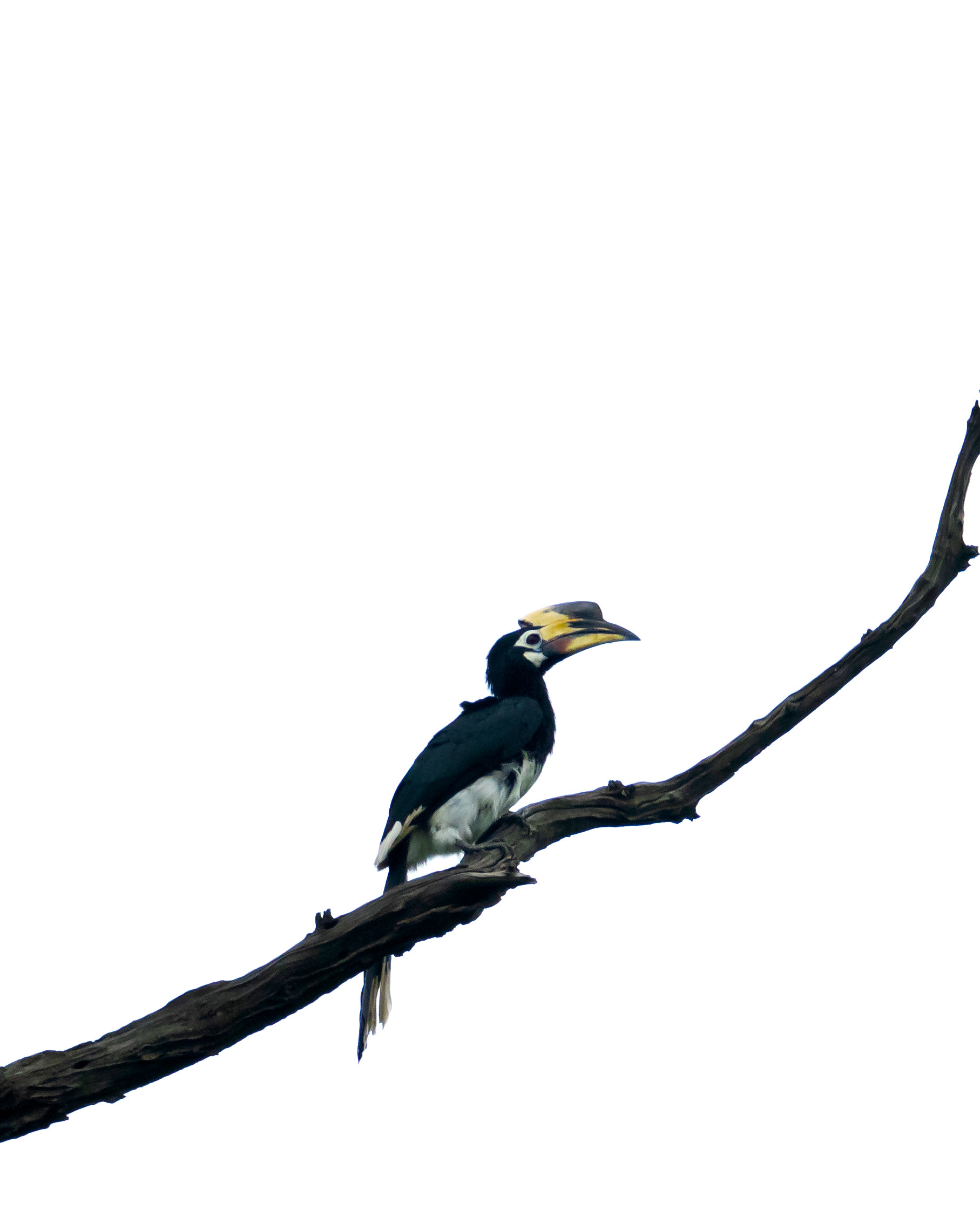 Oriental Pied Hornbill
