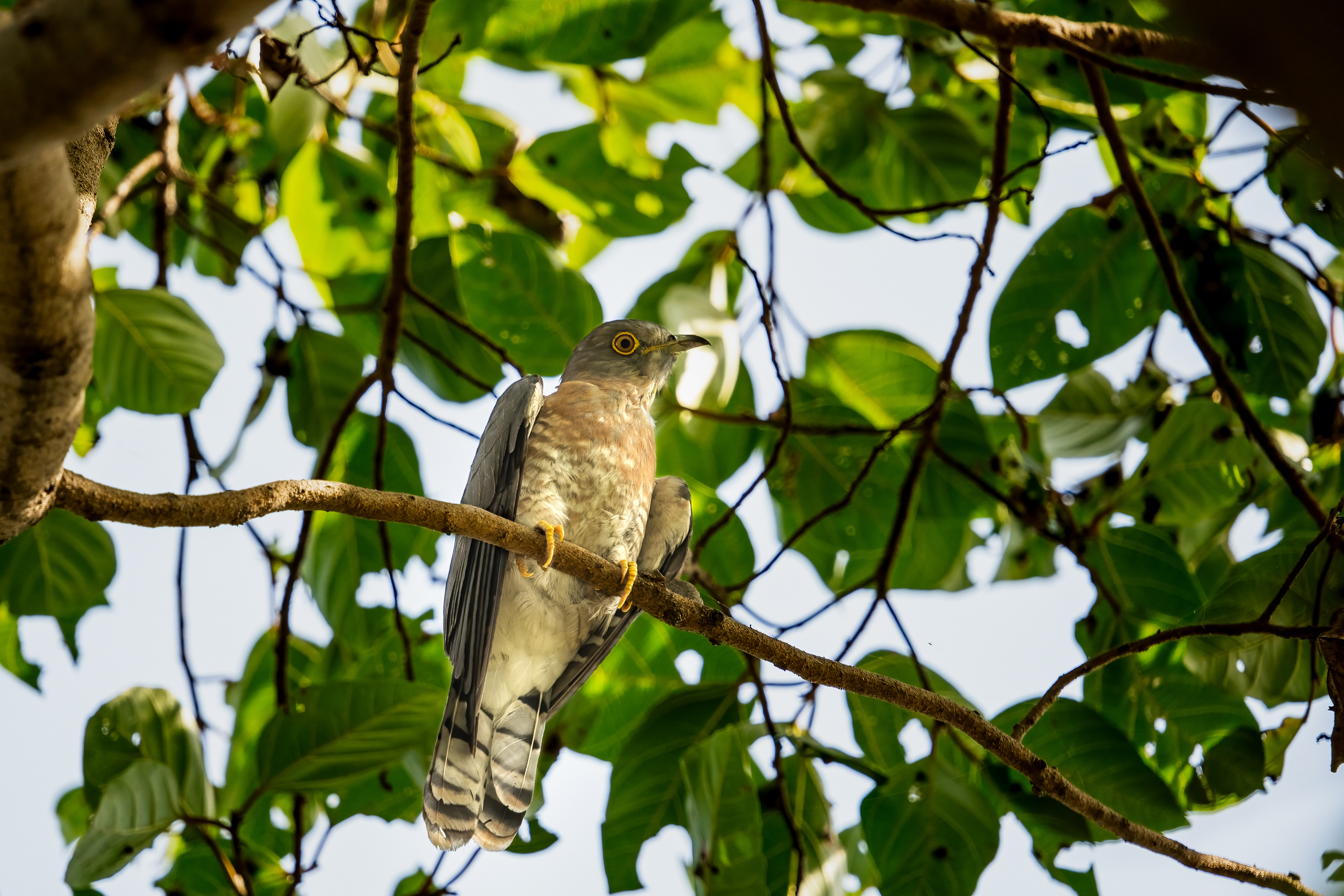 Common Hawk Cuckoo
