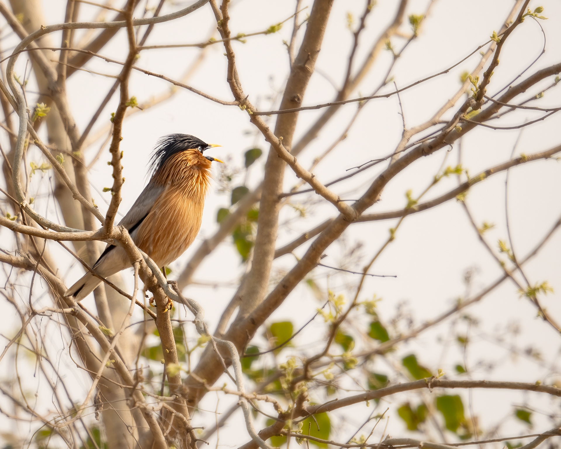 Brahminy Starling