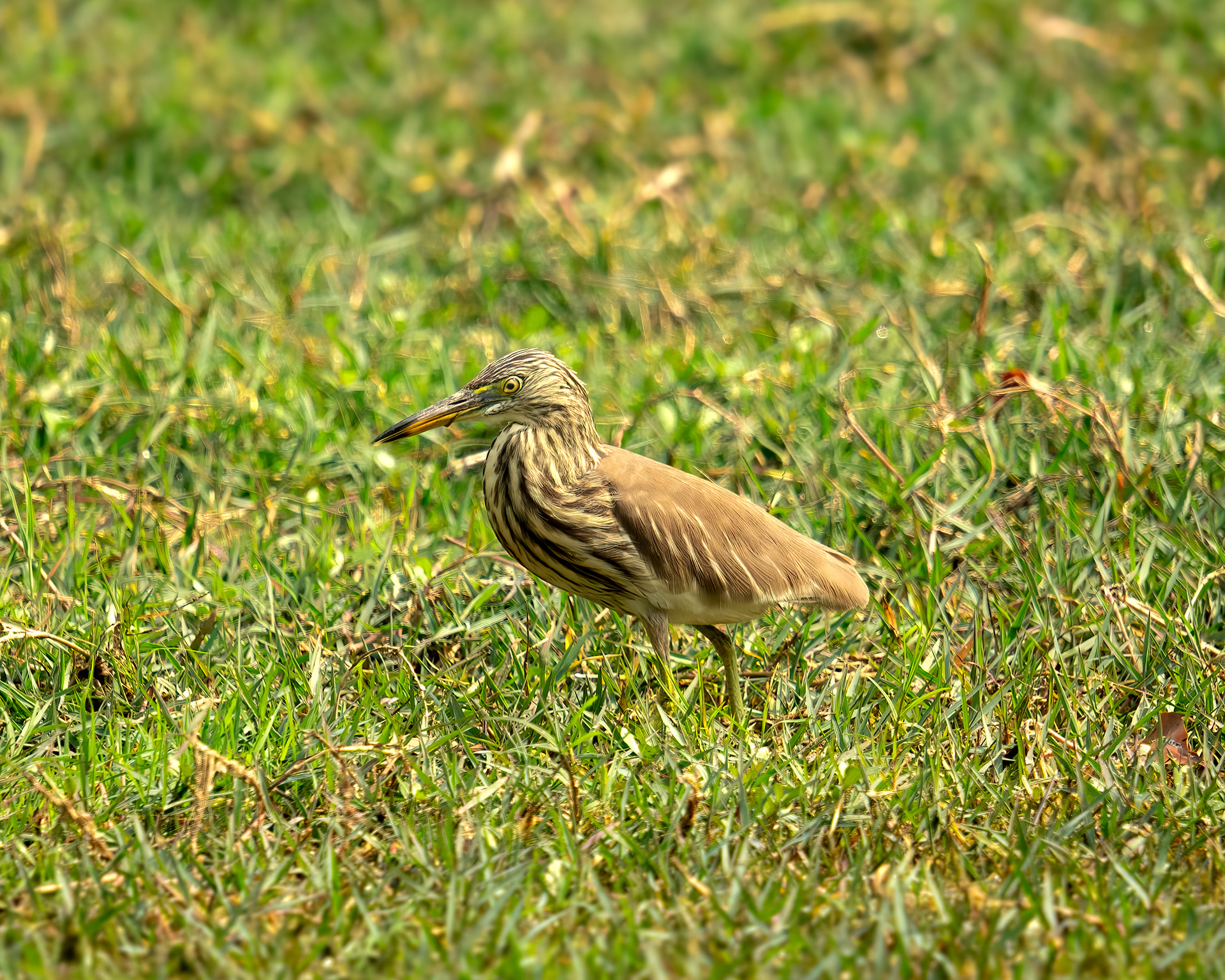 Pond Heron