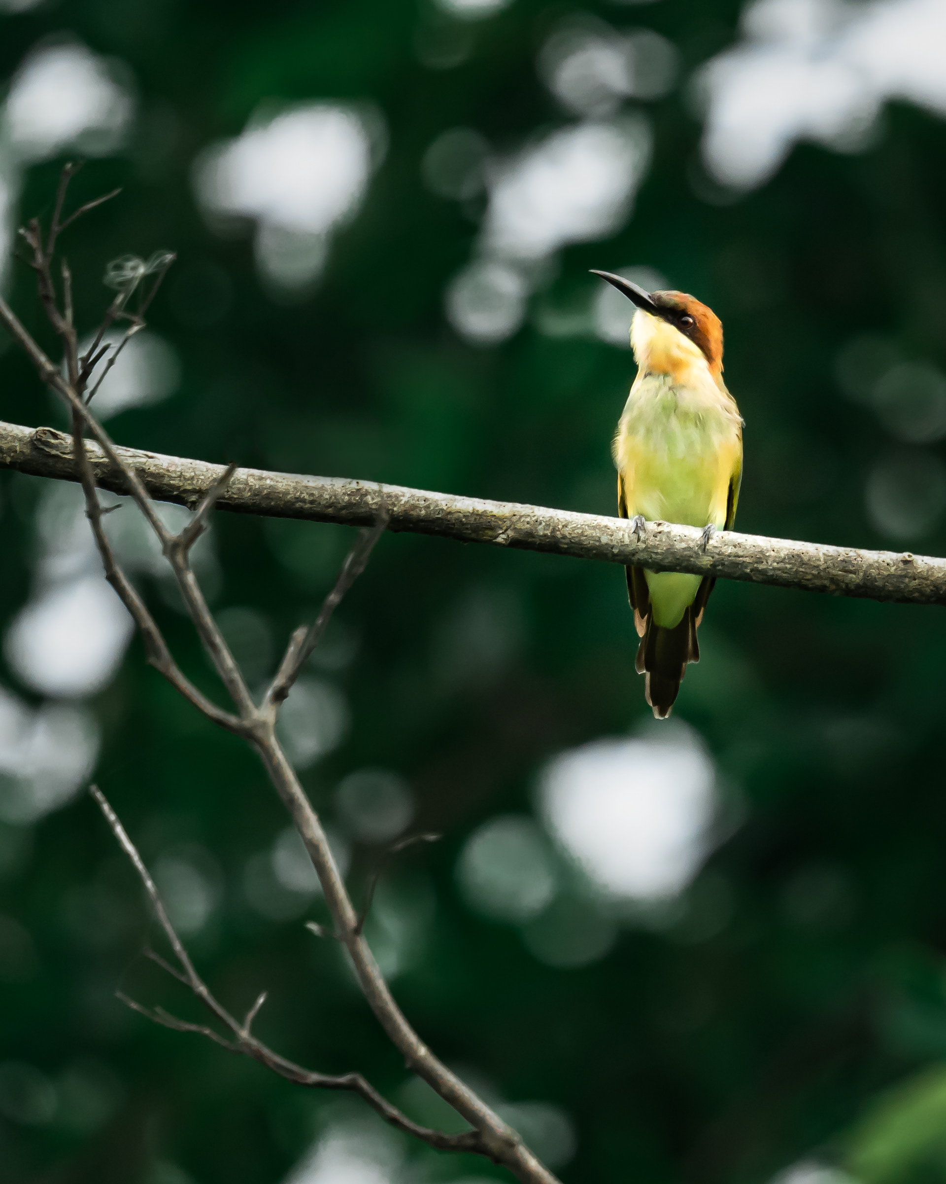 Green Bee-Eater