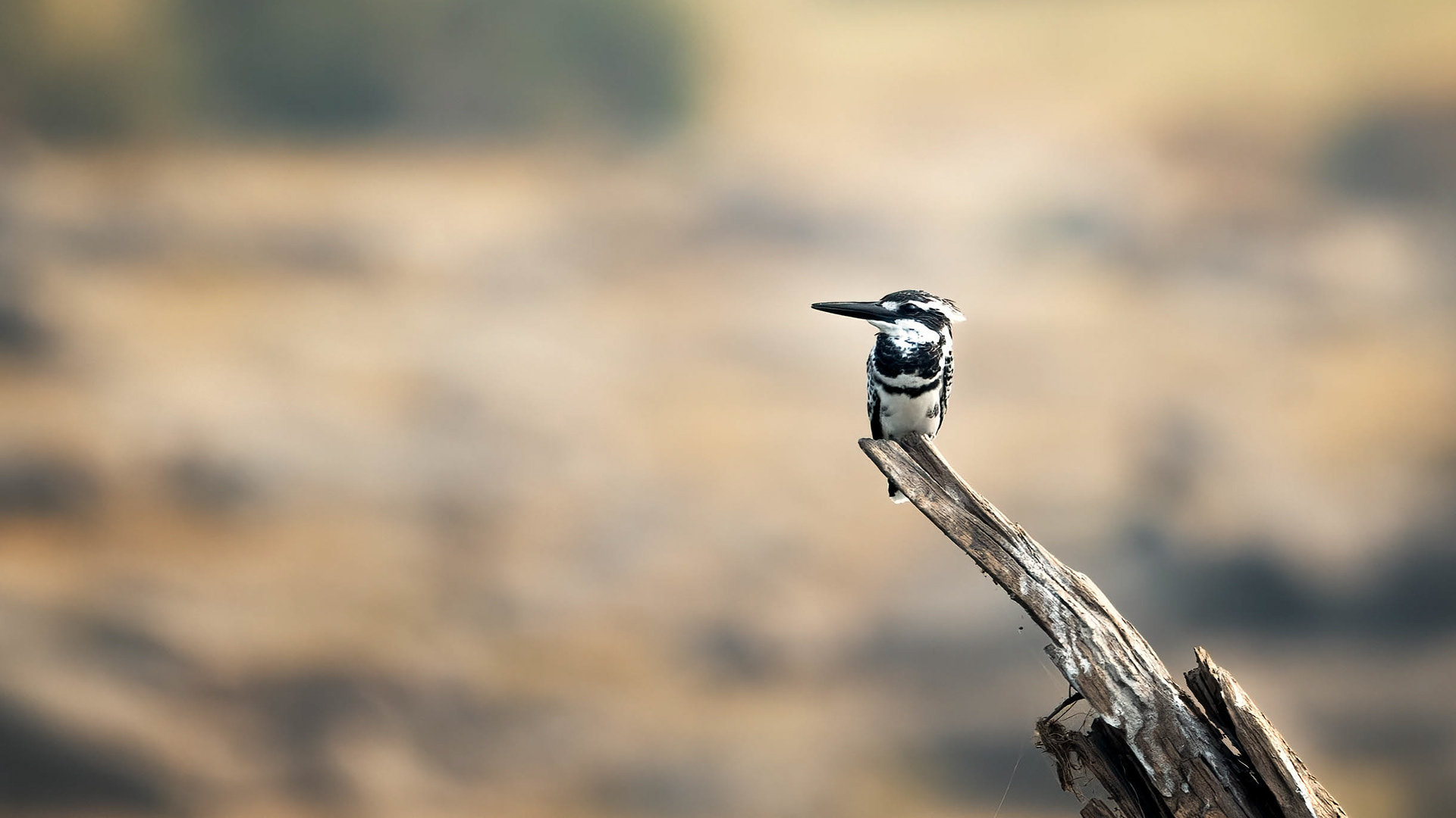 Pied KIngfisher