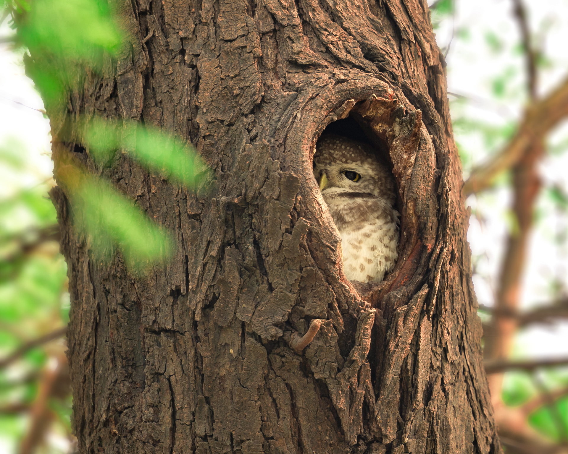 Spotted Owlet