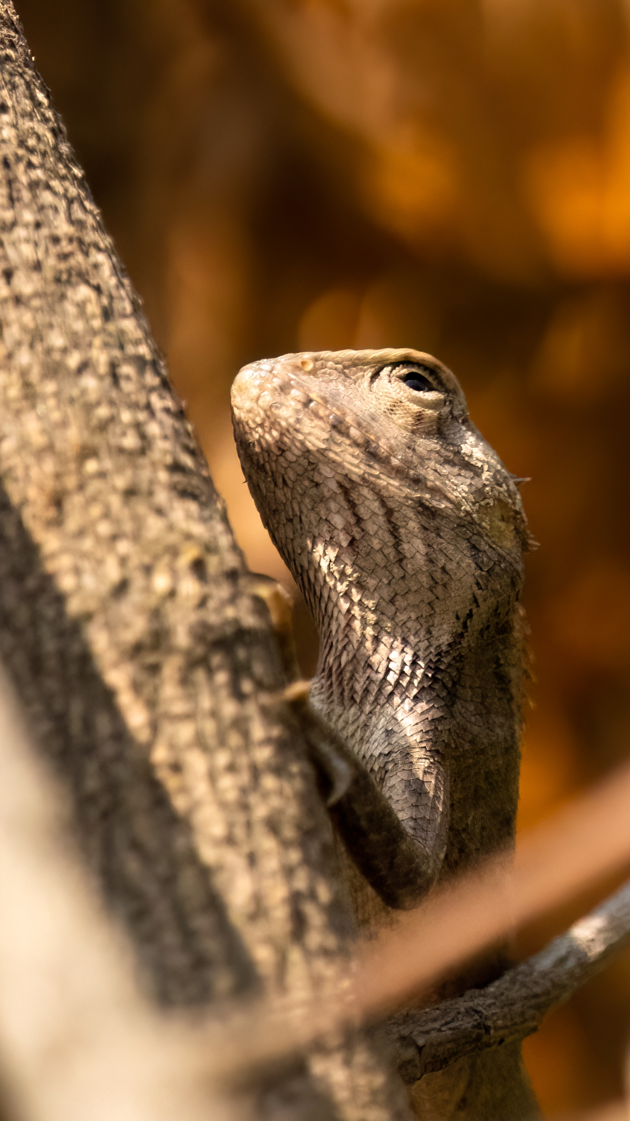 Garden Lizard