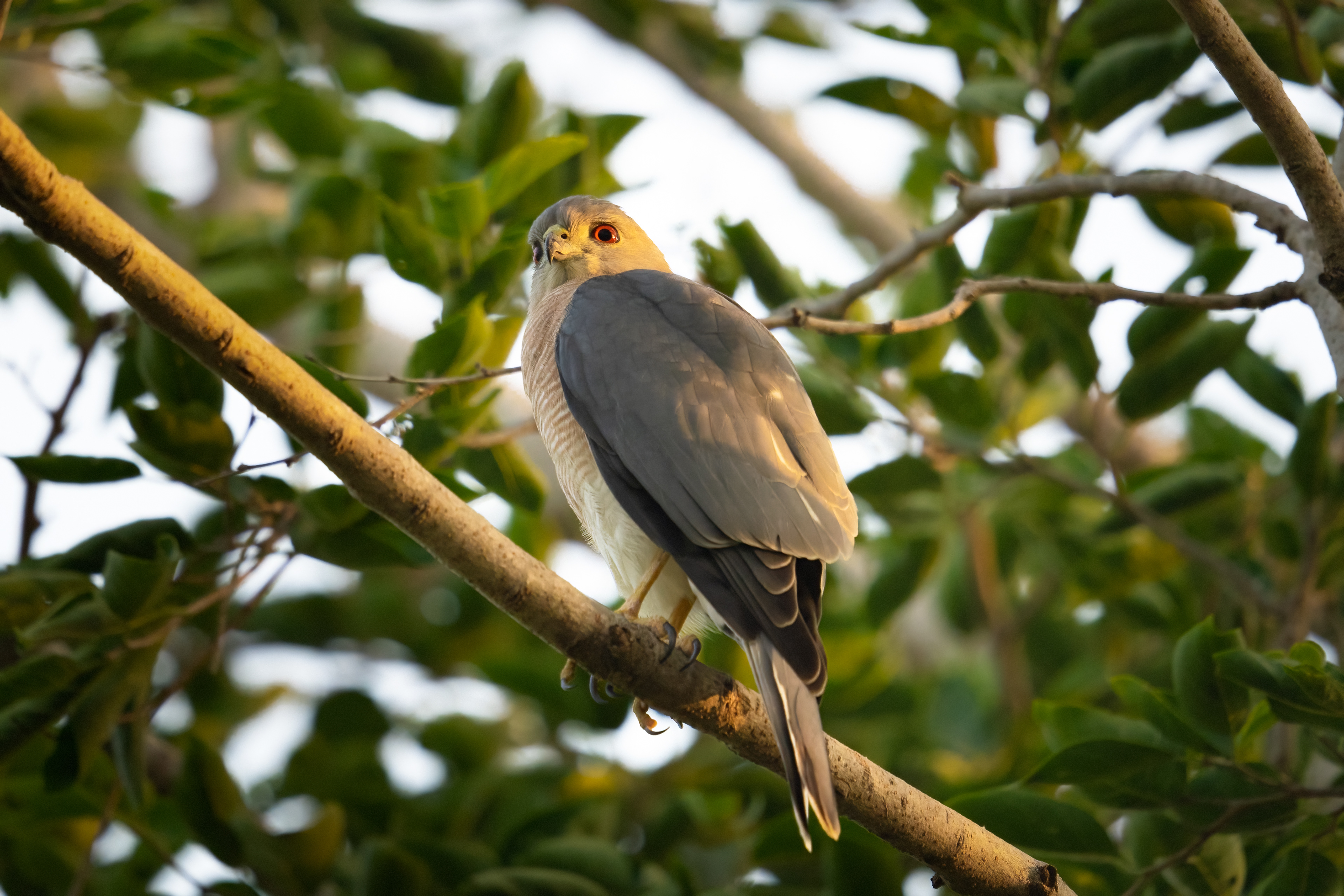 Shikra