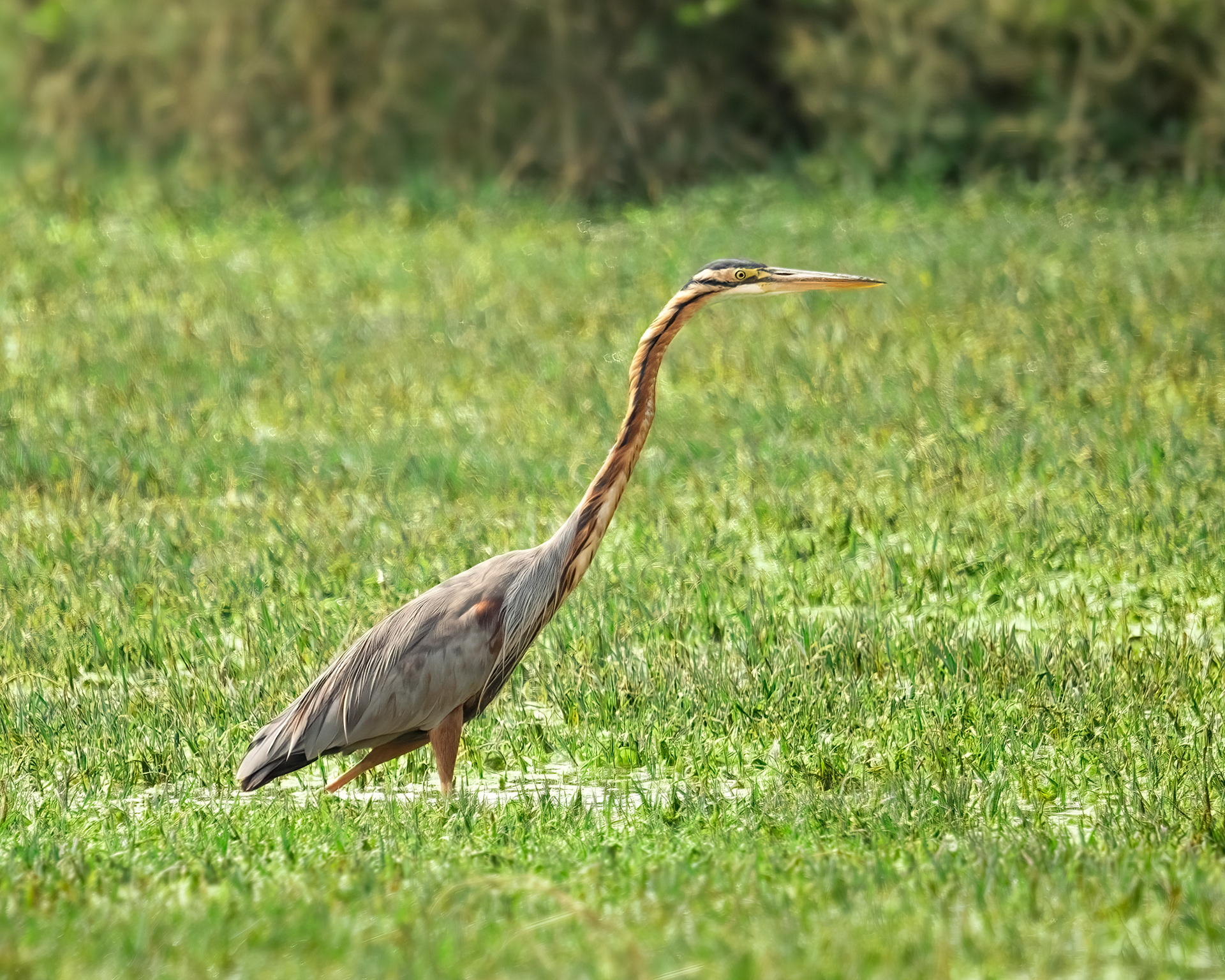 Purple Heron