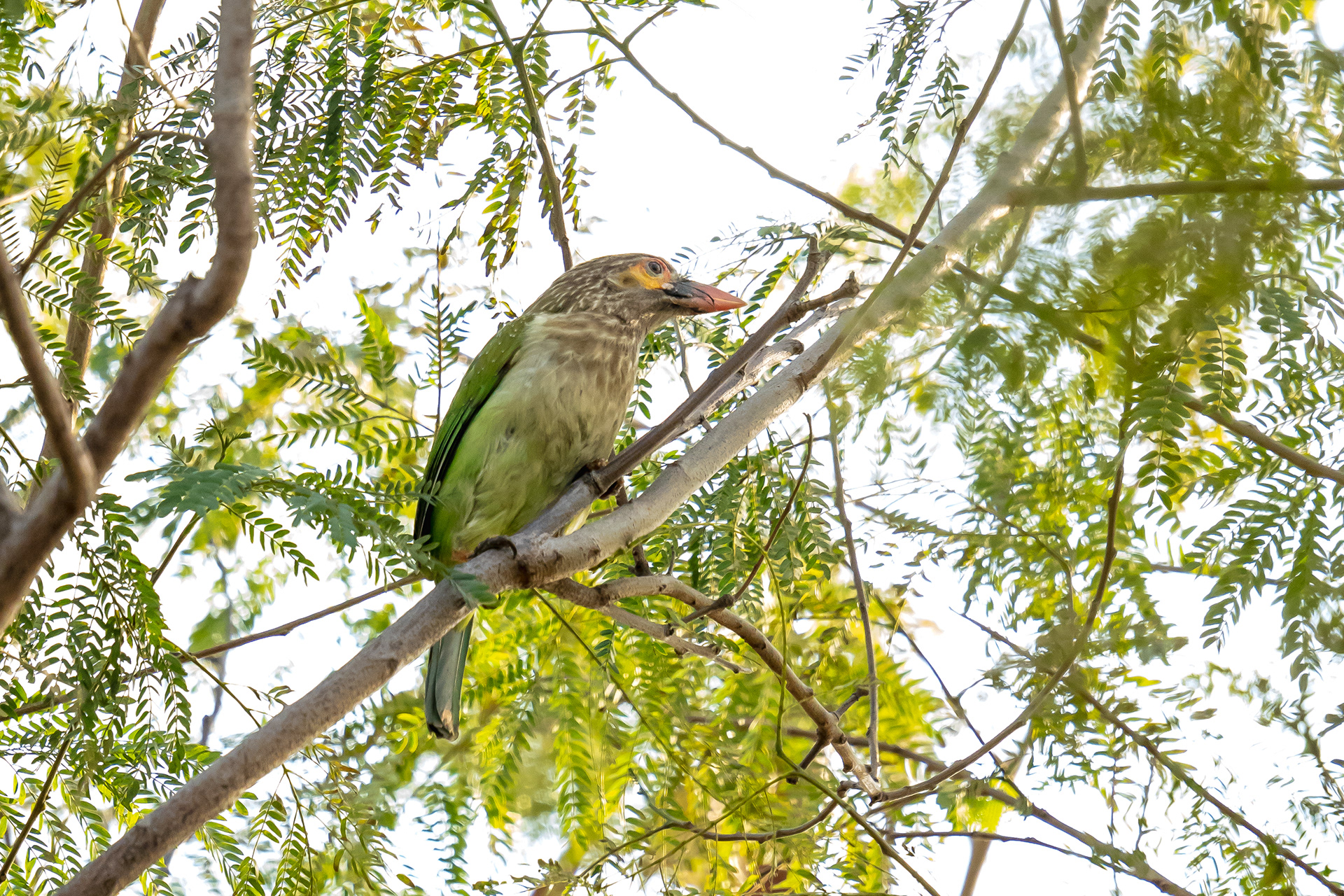 Brown Headed Barbet