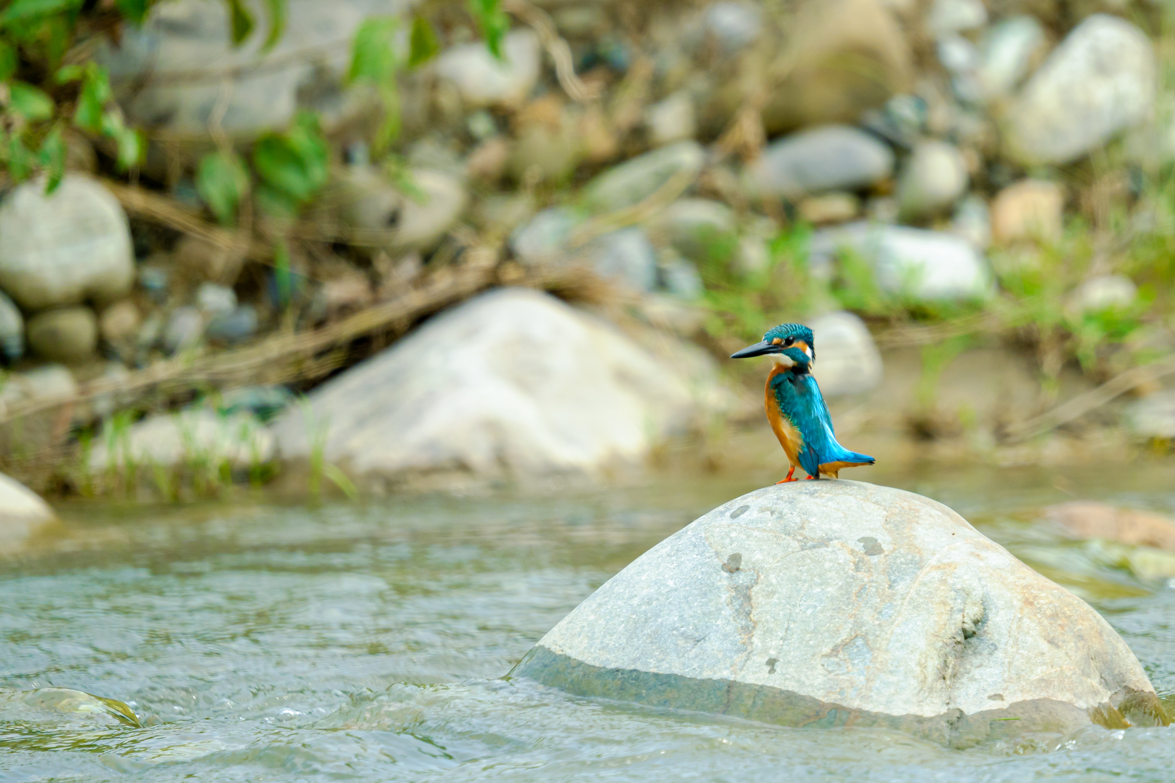 Common Kingfisher