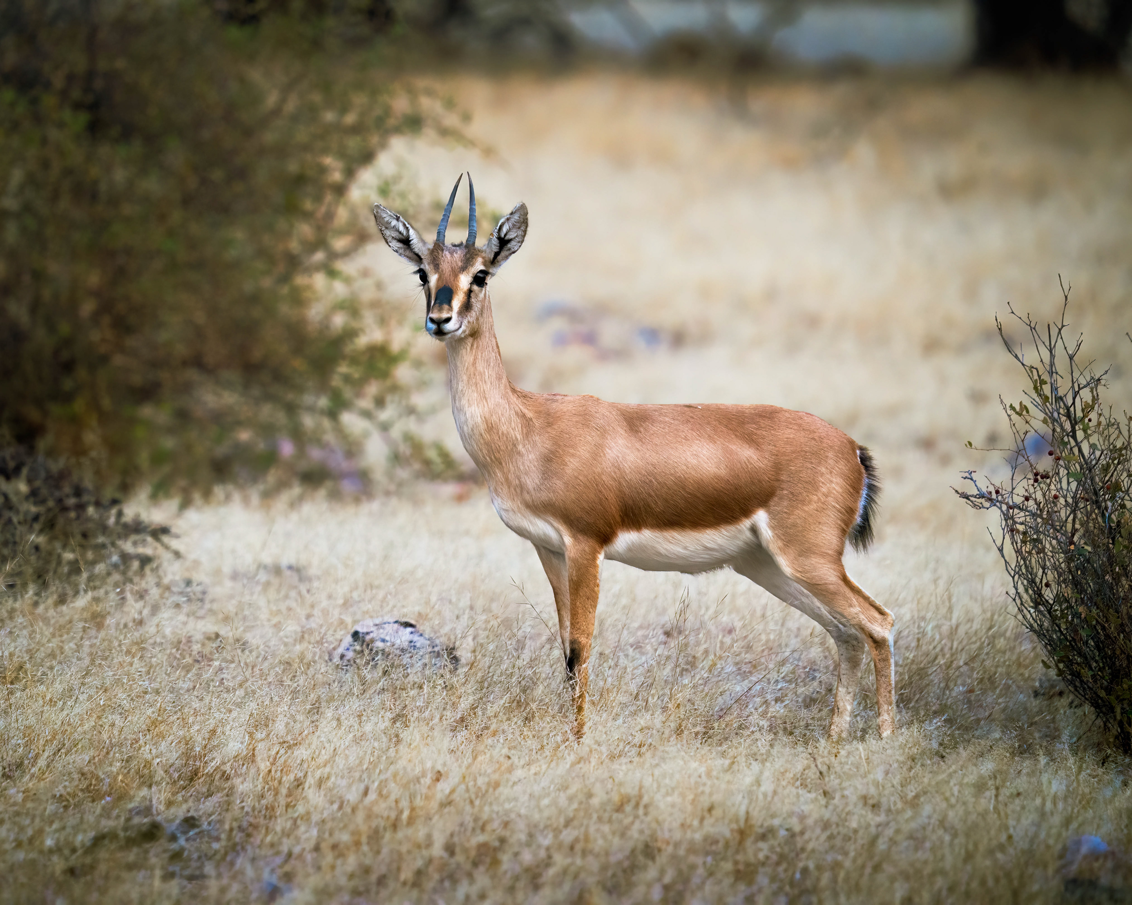 Indian Gazelle