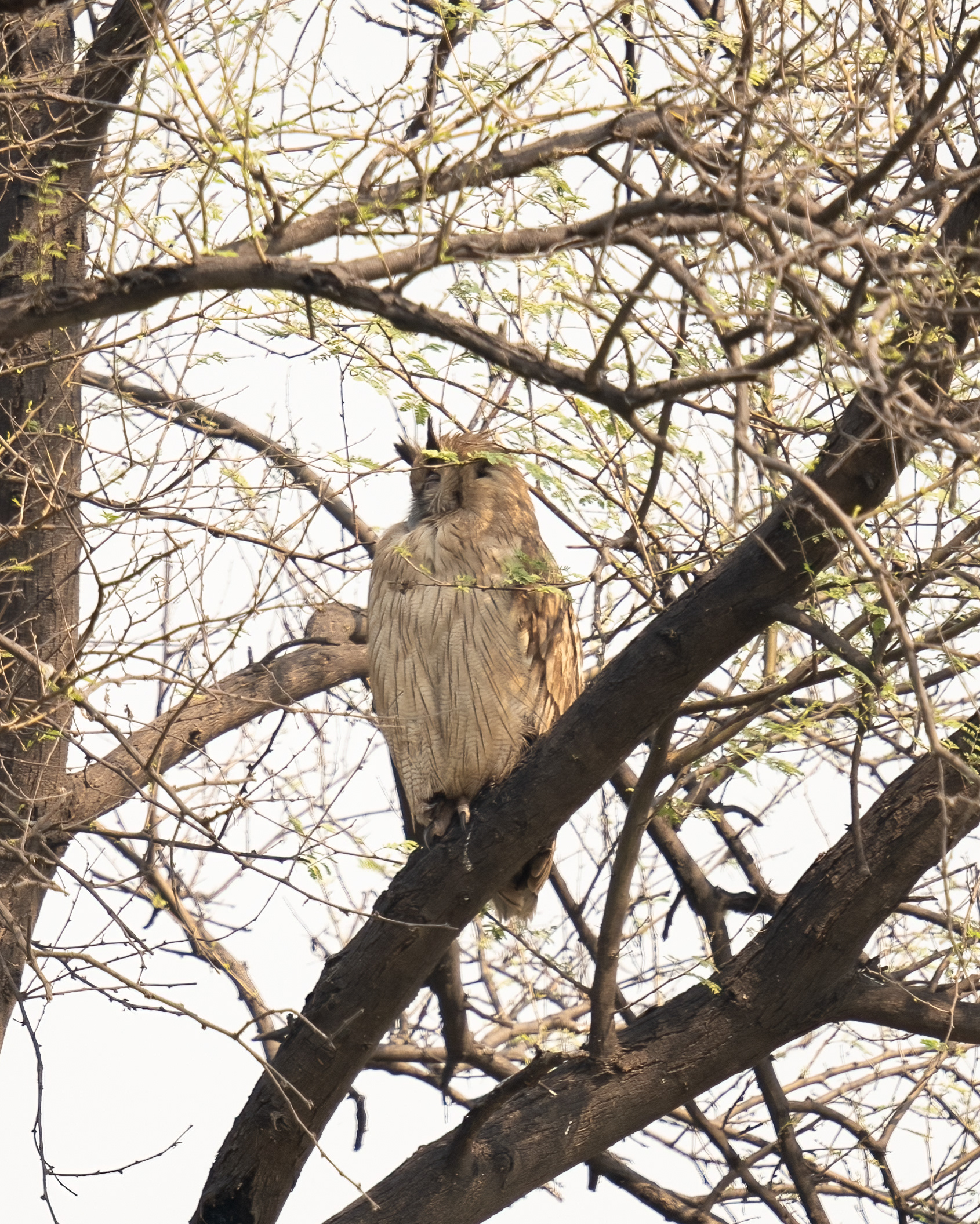 Dusky Eagle Owl