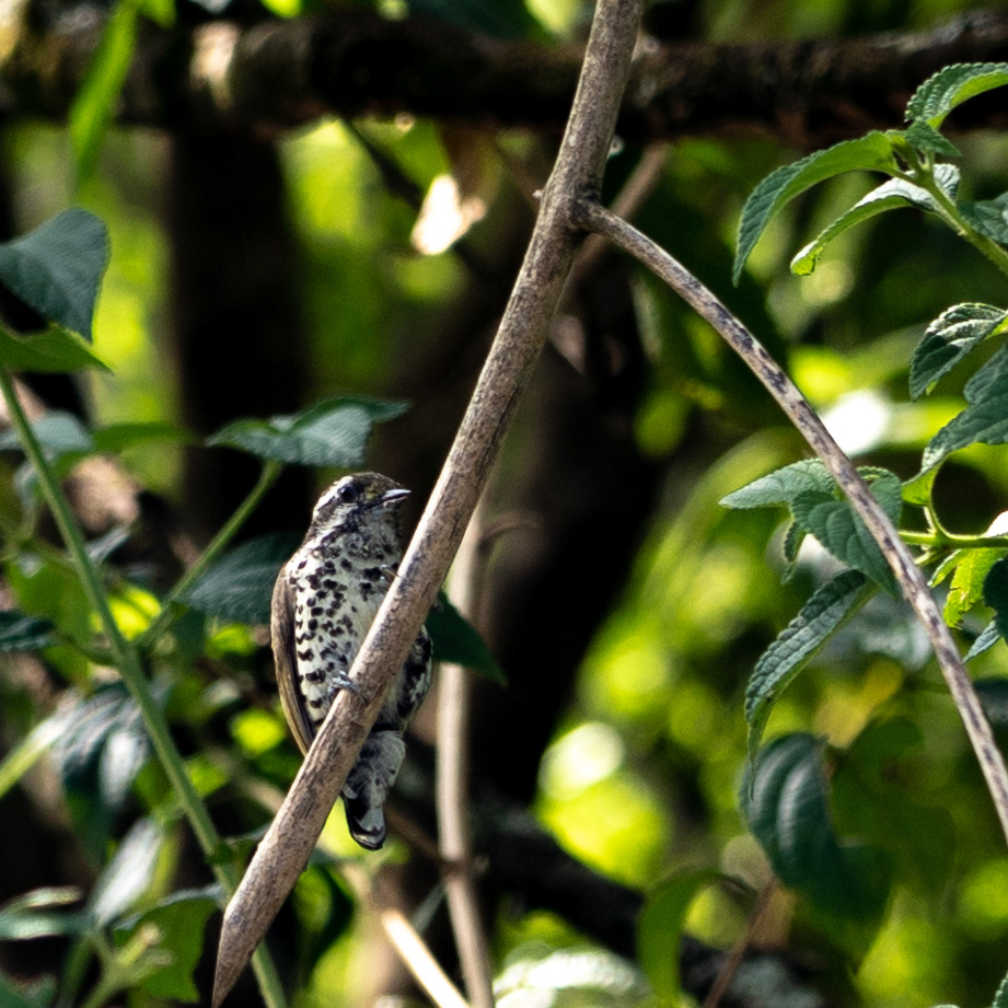 Speckled Pickulet
