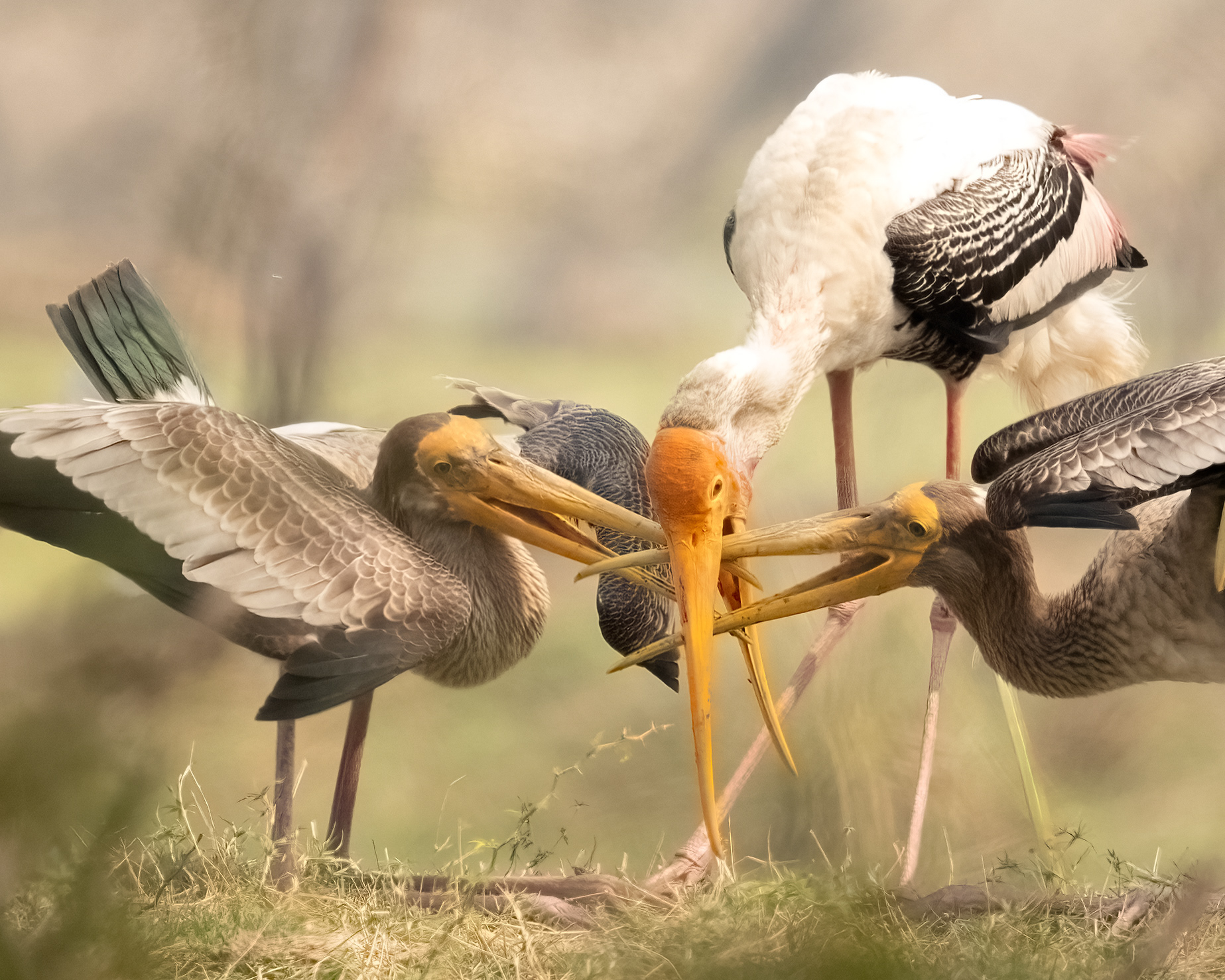 Painted Stork feeding
