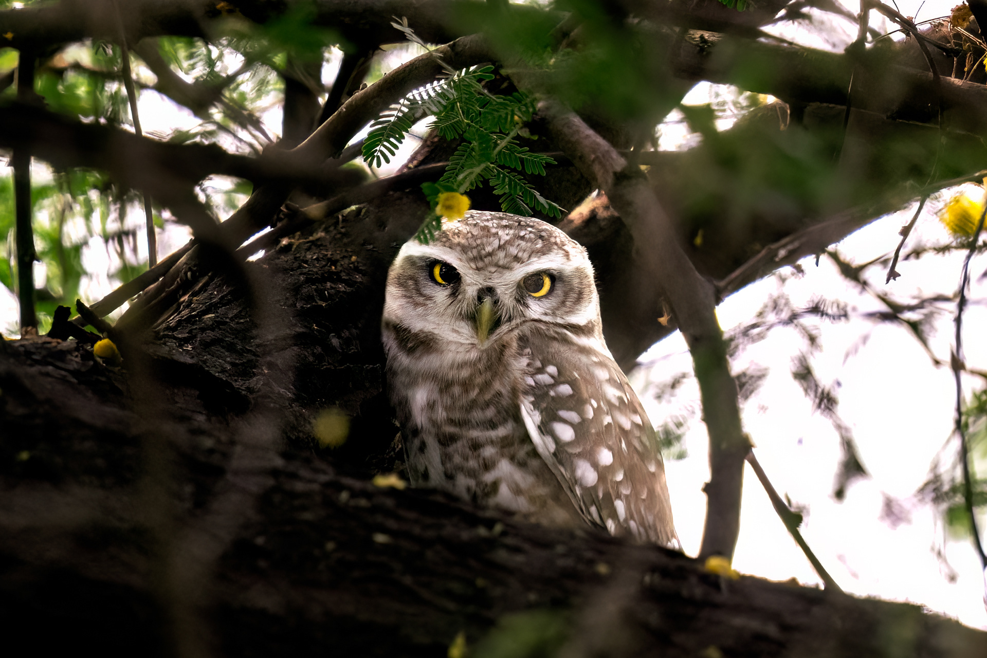 Spotted Owlet