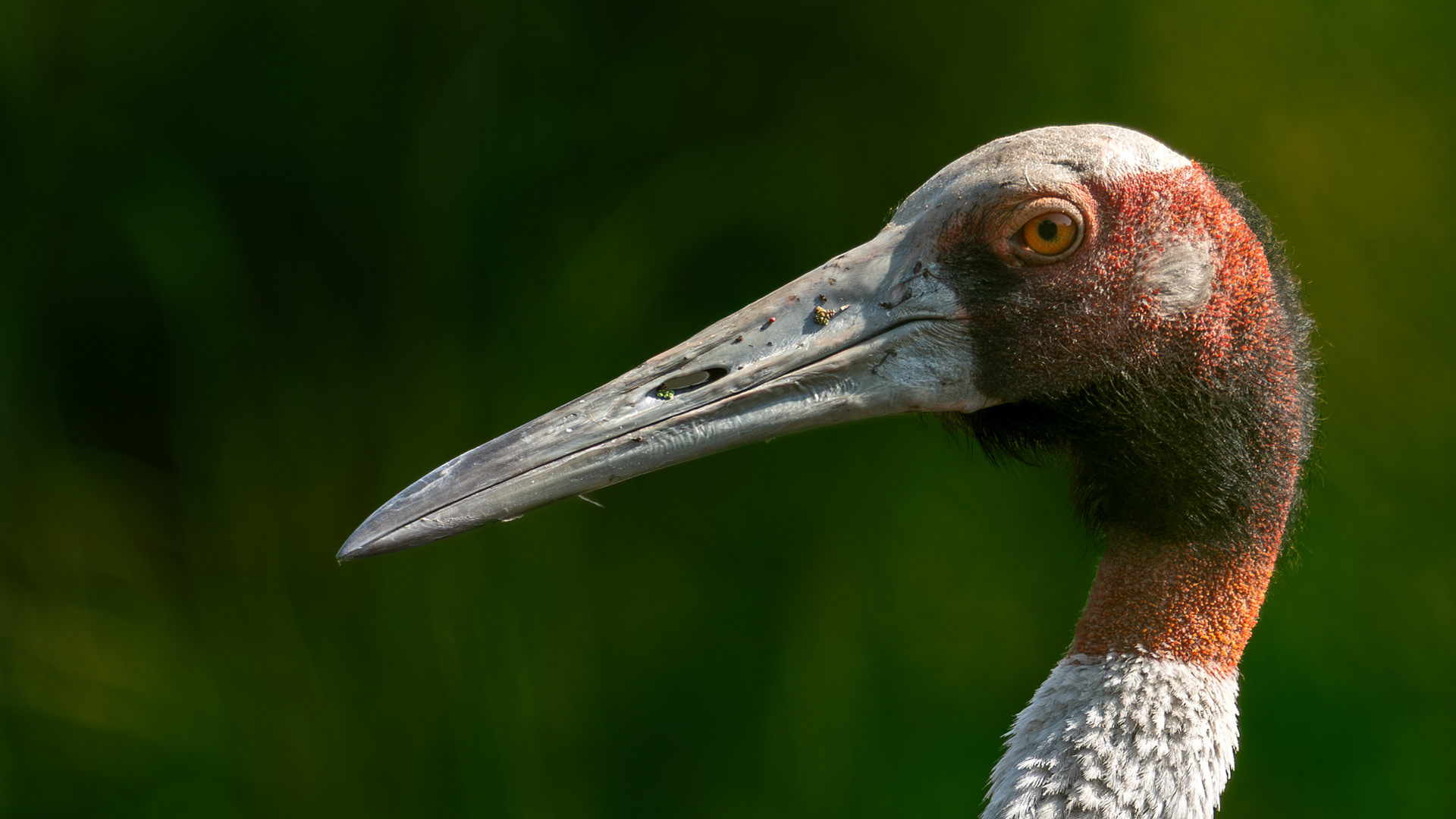 Sarus Crane