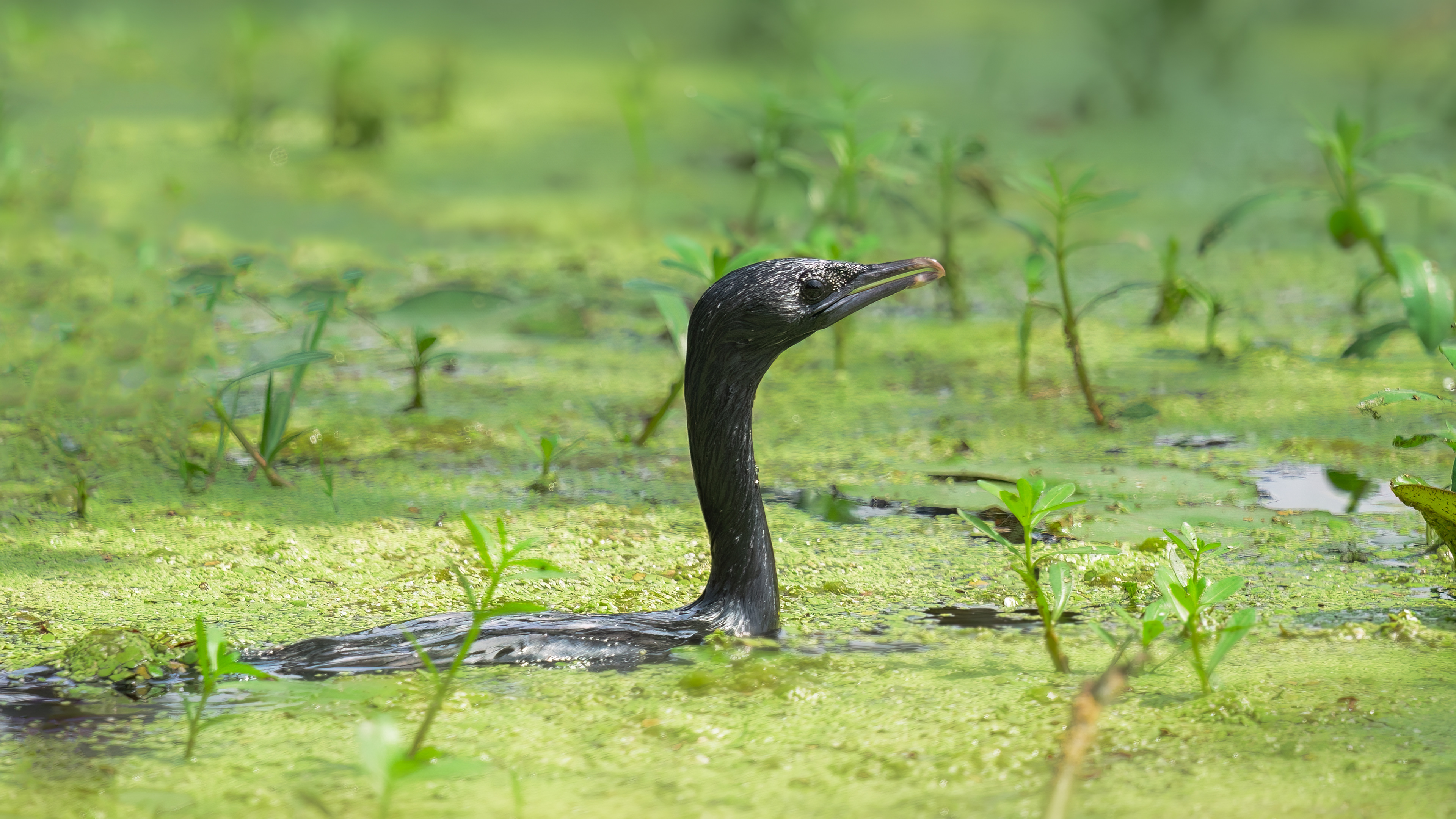 Little Cormorant