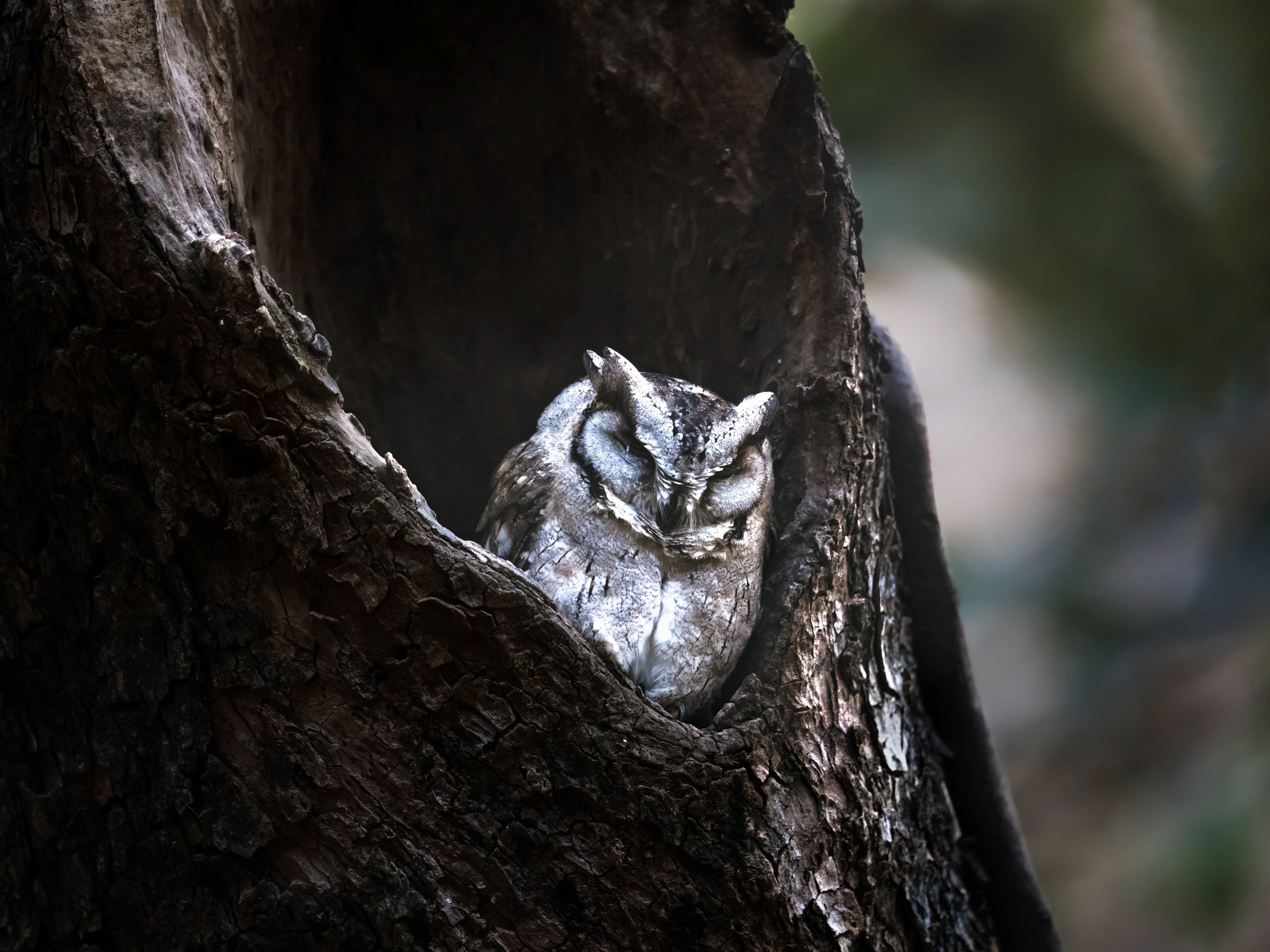 Indian Scoops Owl