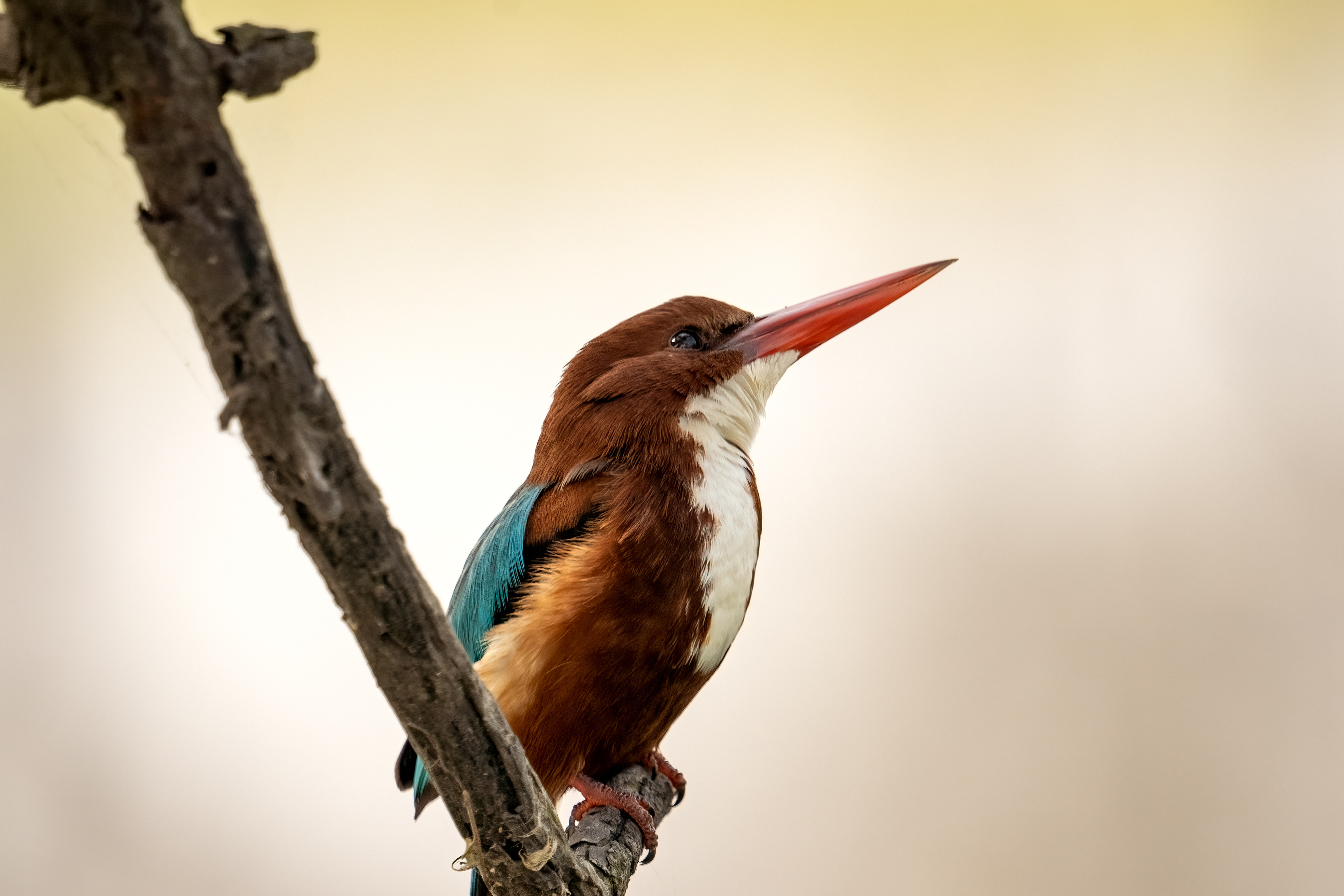 White Throated Kingfisher
